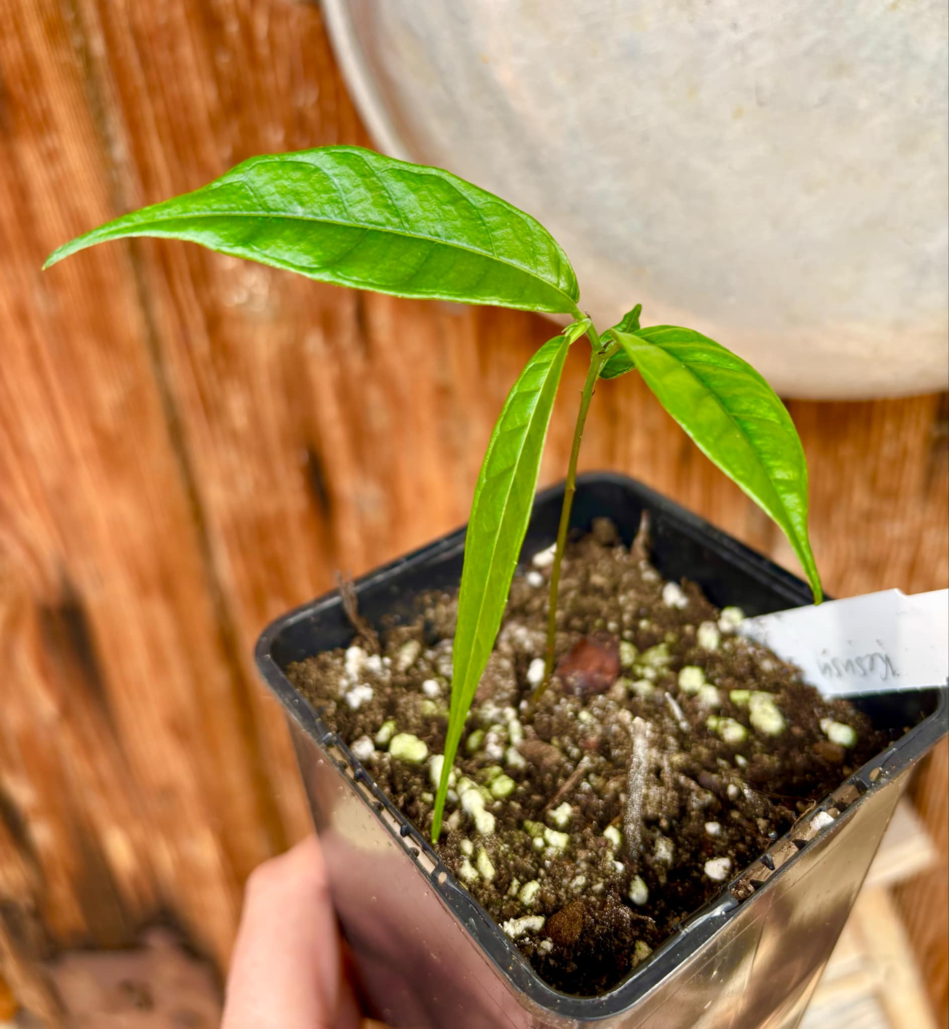 Kesusu (Prainea limpato) - 1 small potted seedling / 1 kleiner, getopfter Sämling Kesusu (Prainea limpato) - 1 small potted seedling / 1 kleiner, getopfter Sämling