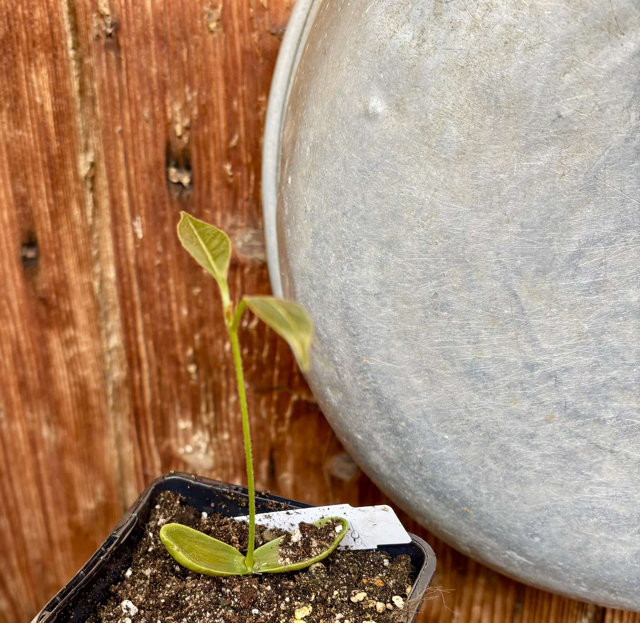 Pouteria alvesii - 1 small potted seedling / 1 kleiner, getopfter Sämling
