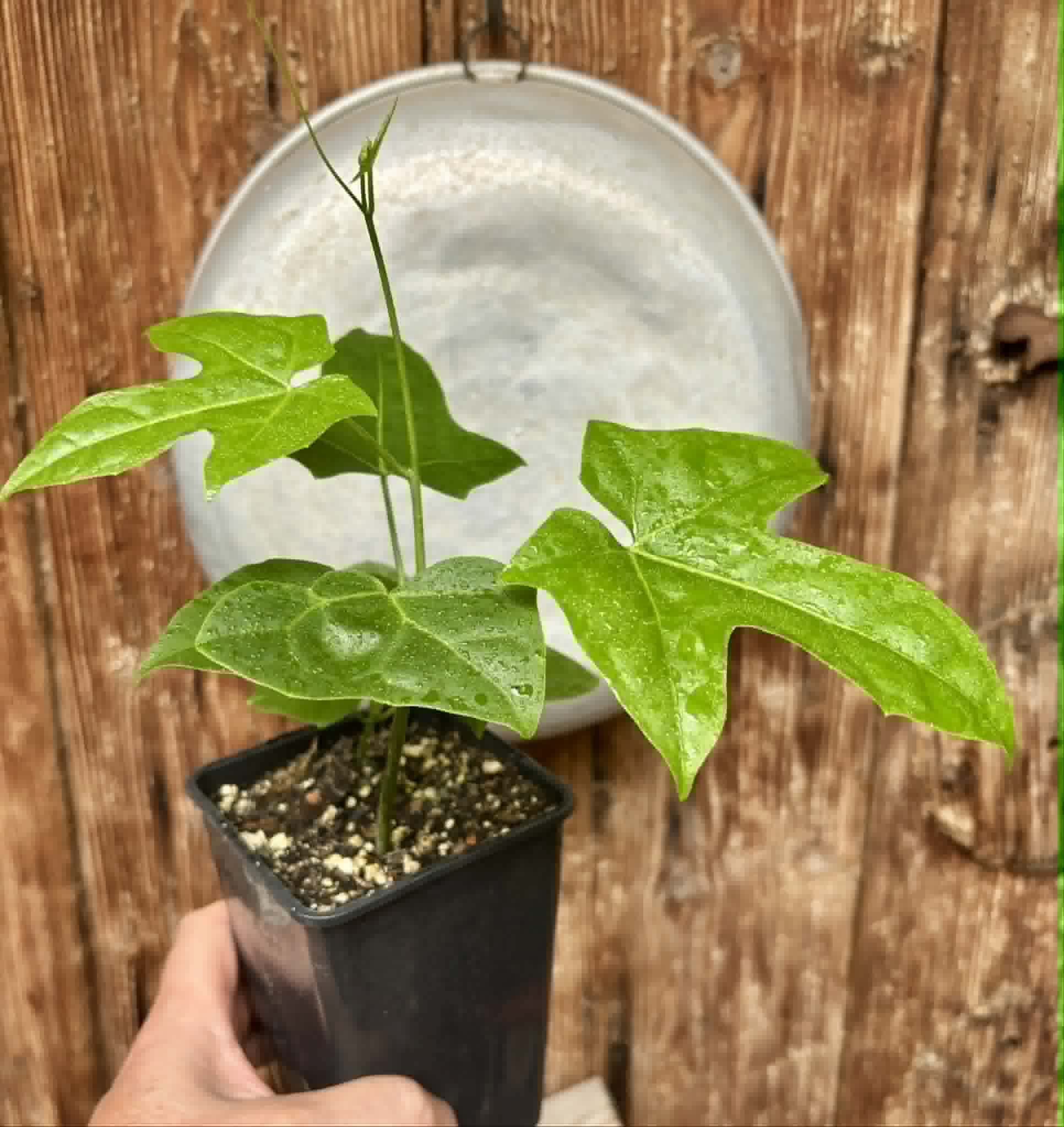 2 in 1 pot - Psiguria umbrosa - 2 seedlings in one pot / 2 Sämlinge in einem Topf