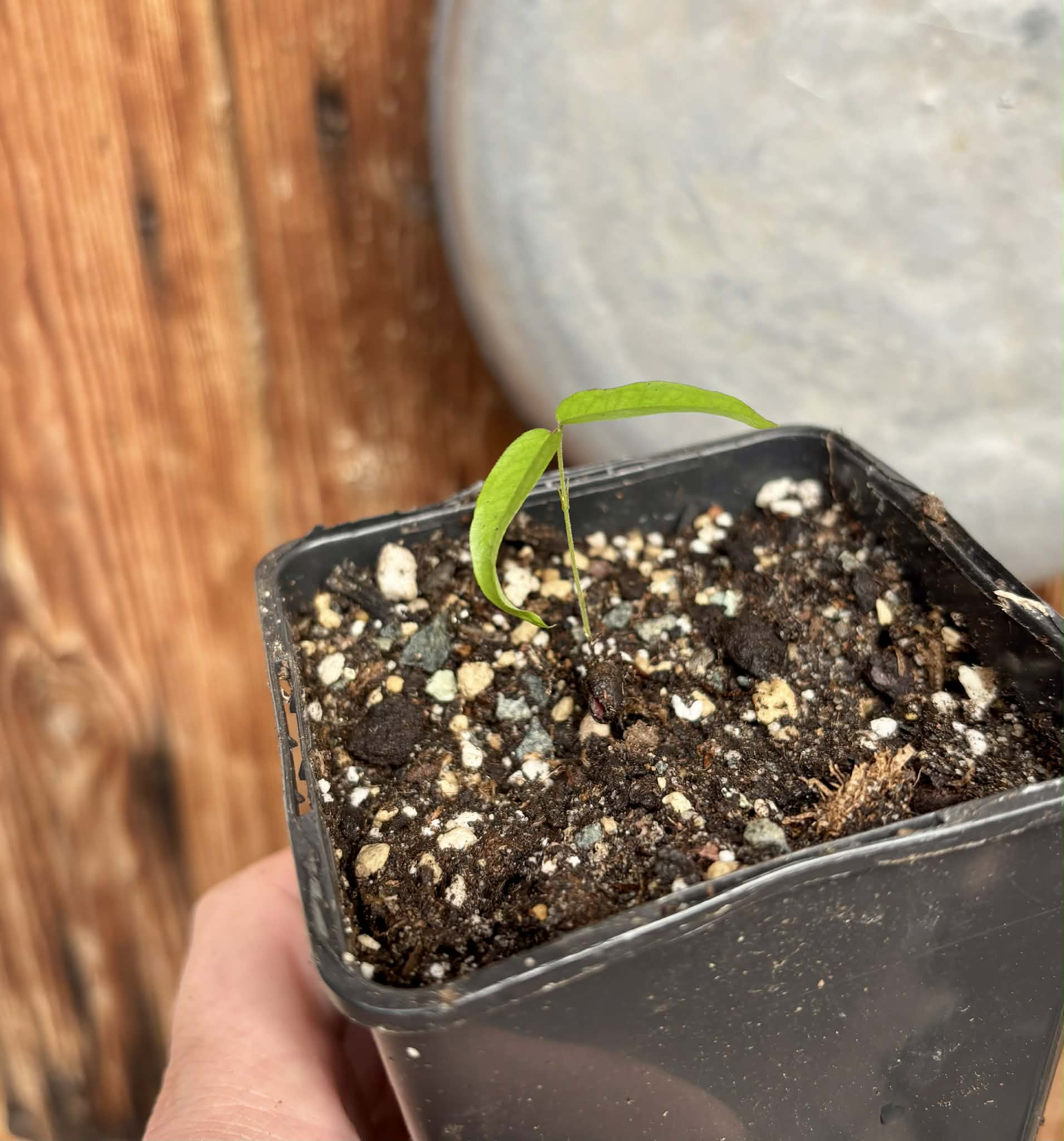 Yellow Guaburiti (Plinia rivularis var. flava) - 1 potted seedling / 1 getopfter Sämling