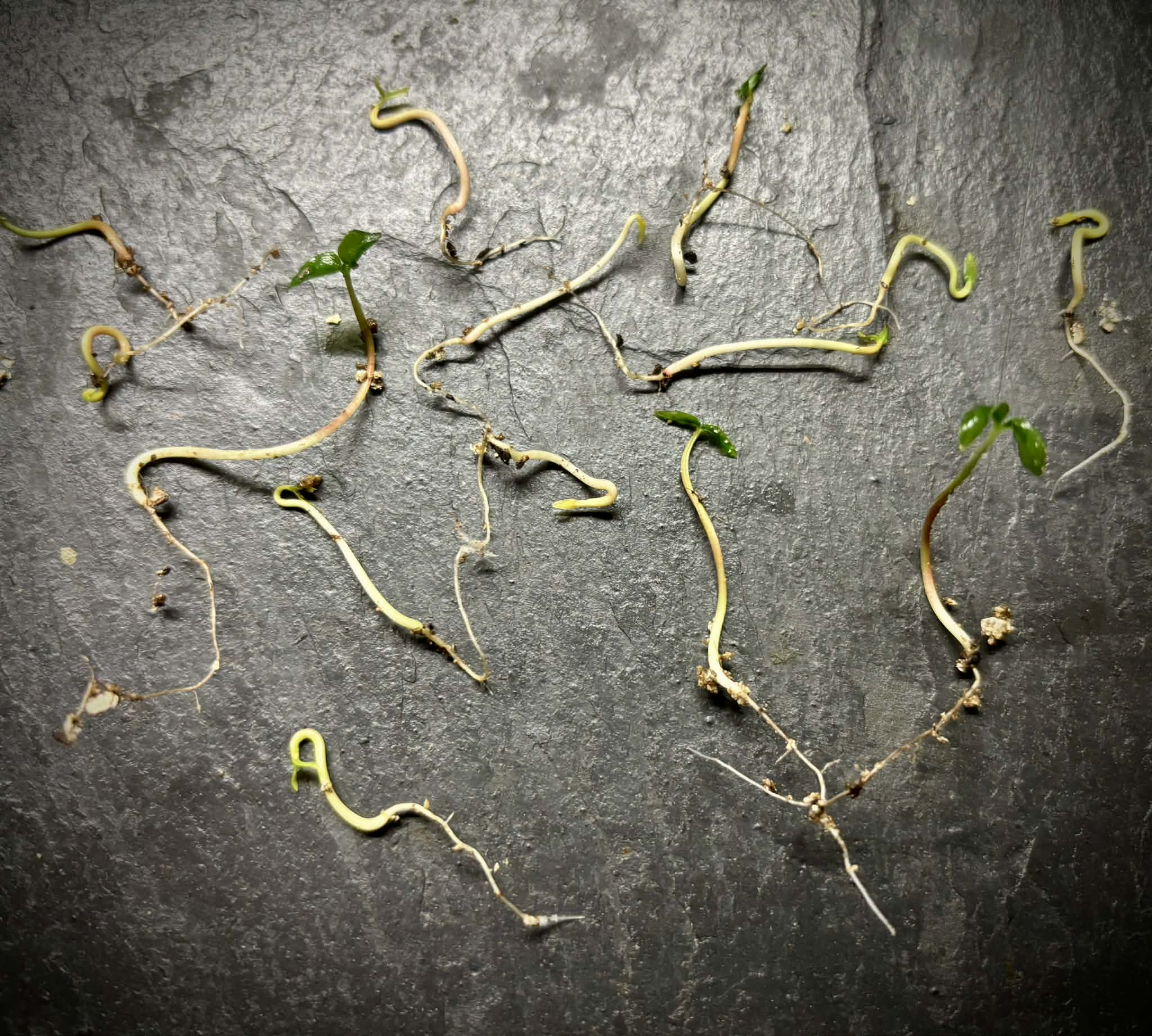 Psidium aff. schenckianum Caetité Bahia  - 1 germinated seed / 1 gekeimter Samen