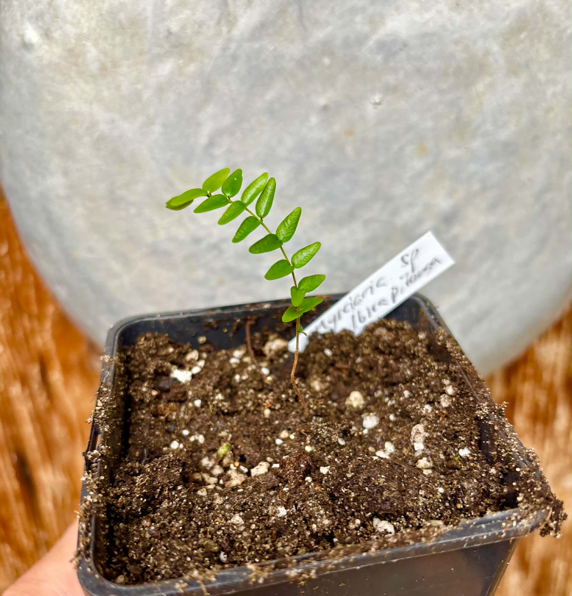 Myrciaria sp Ibirapitanga -  1 potted seedling / 1 getopfter Sämling