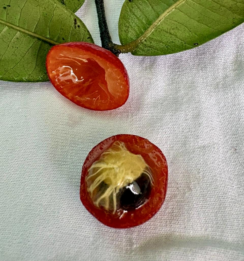 Myrciaria sp Ibirapitanga -  1 germinated seed / 1 gekeimter Samen