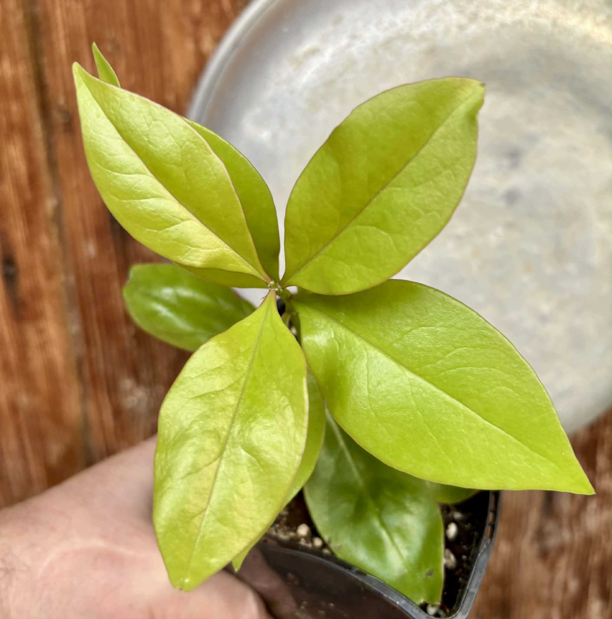 Pereskia aculeata var. godseffiana (Barbados Gooseberry) - 1 potted plant / 1 getopfte Pflanze