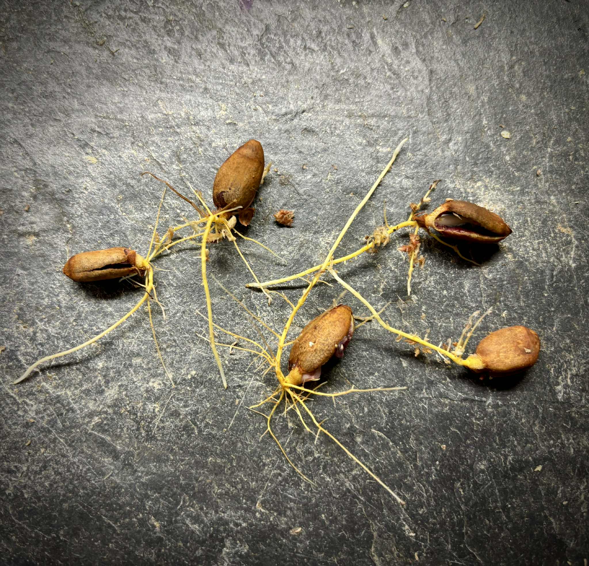 last 5 seeds - Kesusu (Prainea limpato) - 1 germinated seed / 1 germinated seed