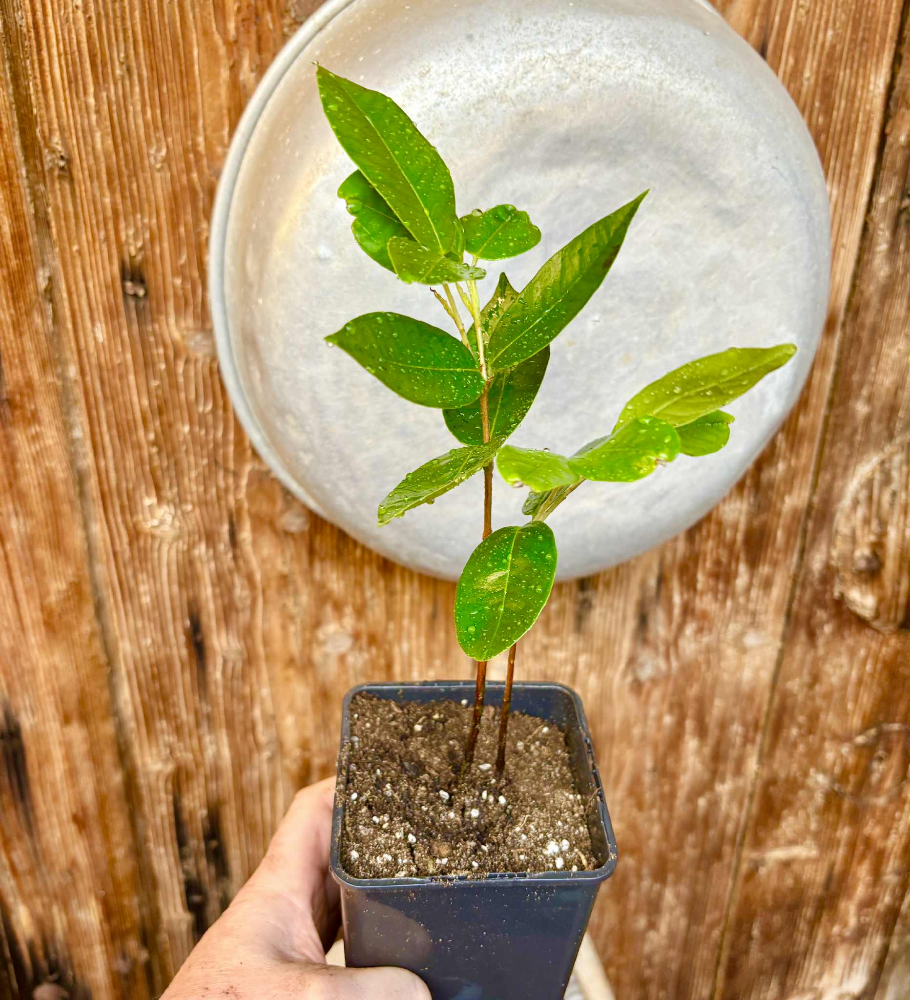 Cambuca (Plinia edulis) - 1 potted plant / 1 getopfte Pflanze