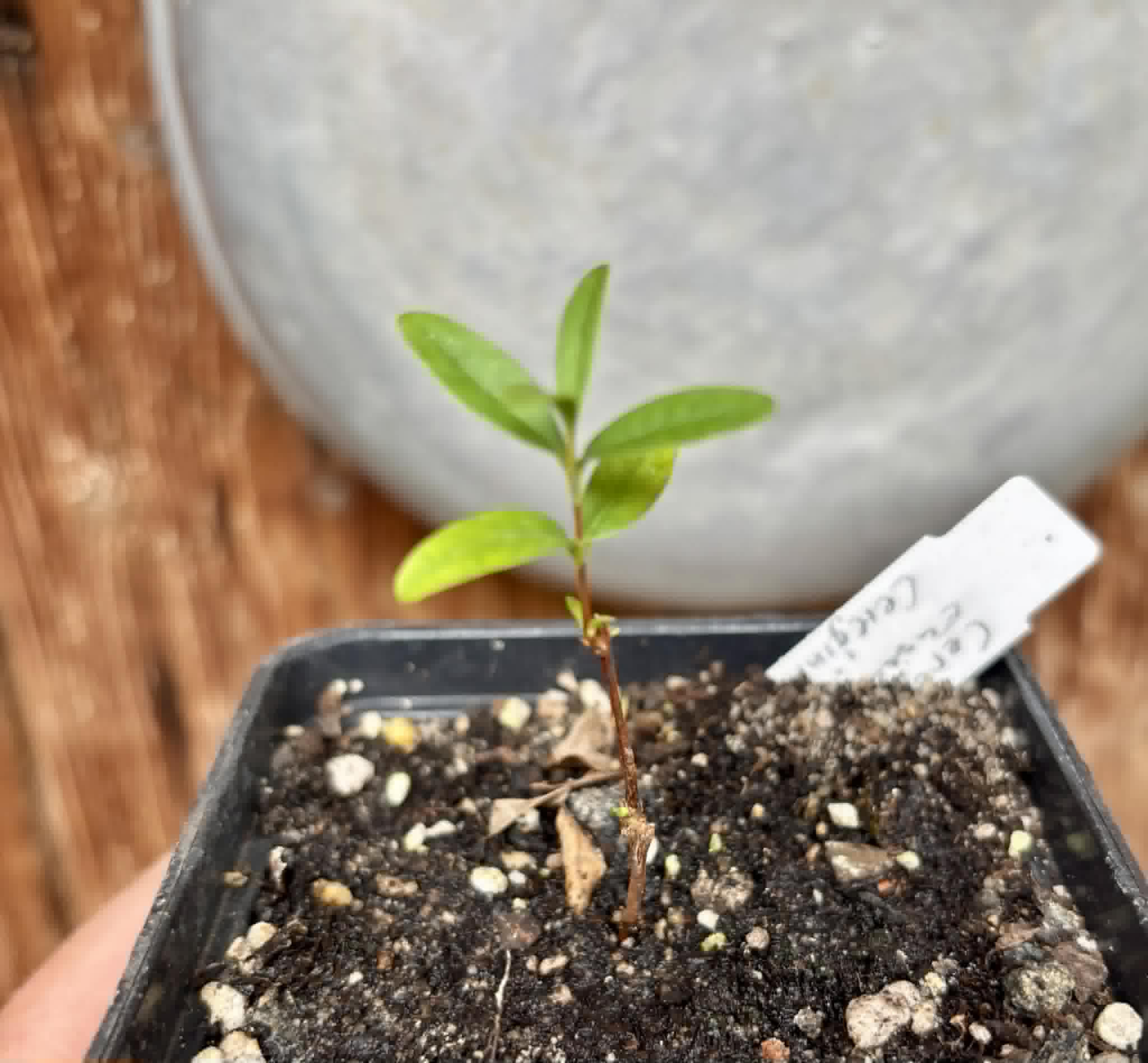 CEREJINHA DE JAGUARIÚNA - Eugenia punicifolia var. Oncas Doce - 1 potted plant / 1 getopfte Pflanze