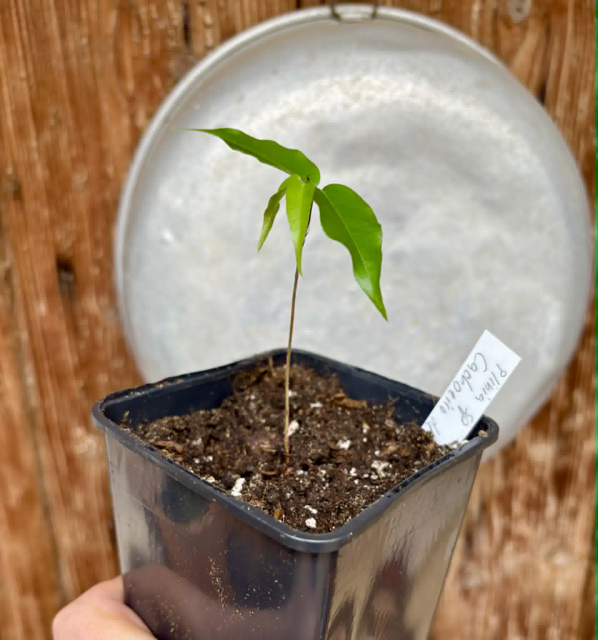 Plinia sp. Cachoeiro de Itapemirim - 1 potted seedling / 1 getopfter Sämling