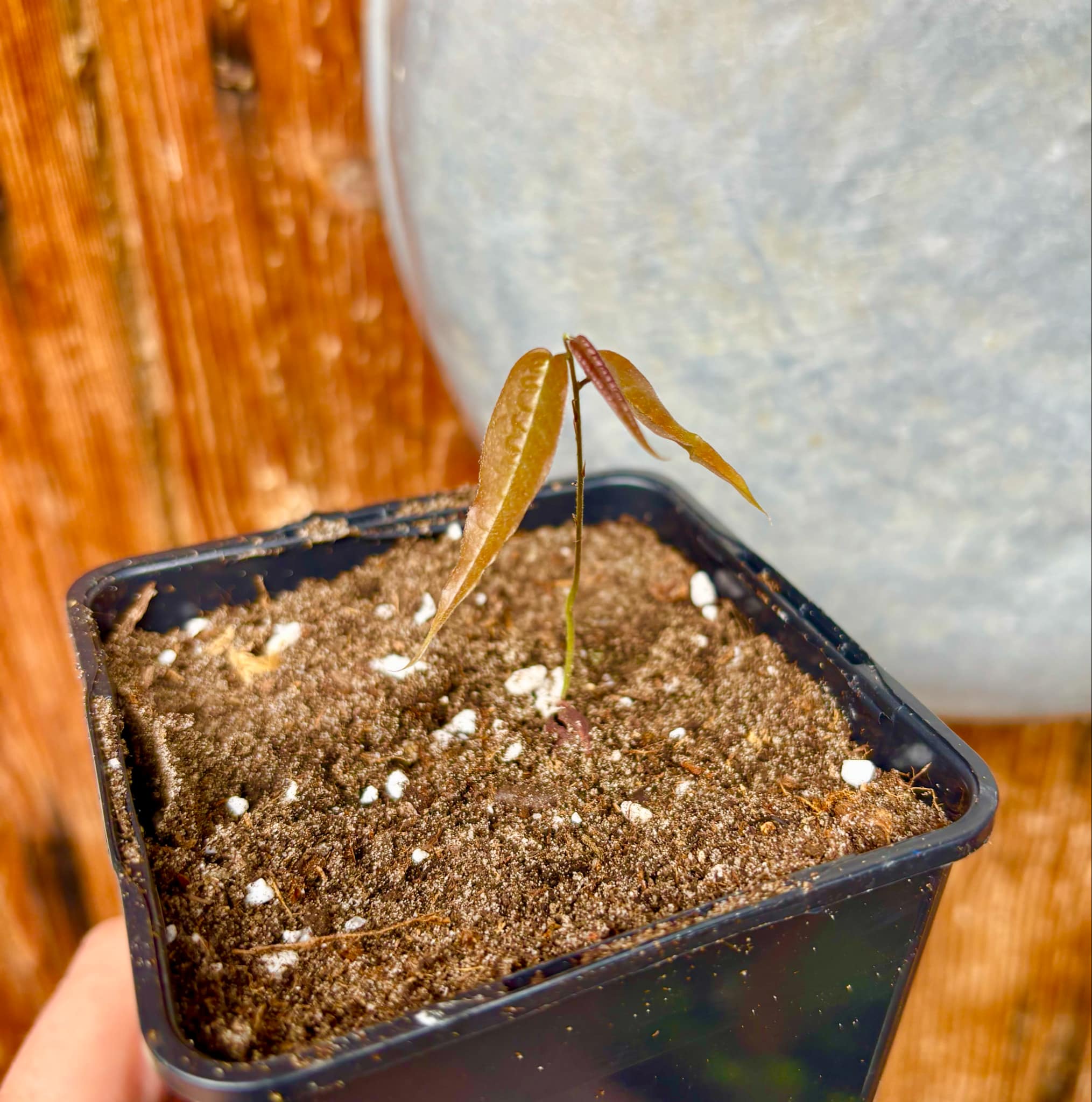 Plinia sp Dandara -  1 small potted seedling / 1 kleiner, getopfter Sämling