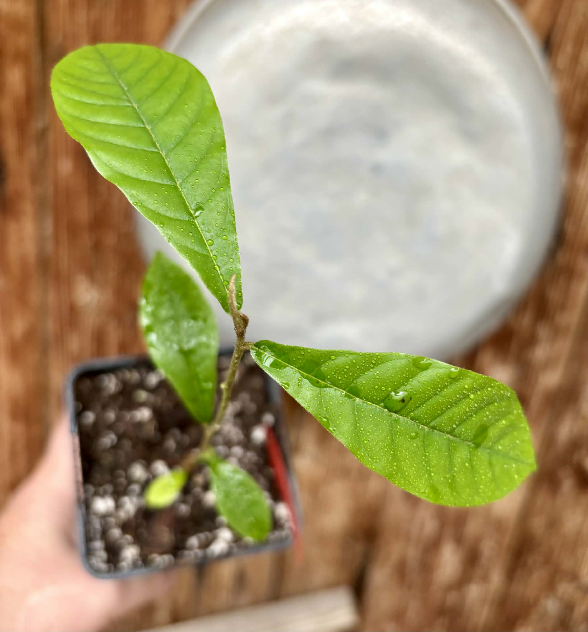 Pradosia sp Rondonia - 1 potted seedling / 1 getopfter Sämling