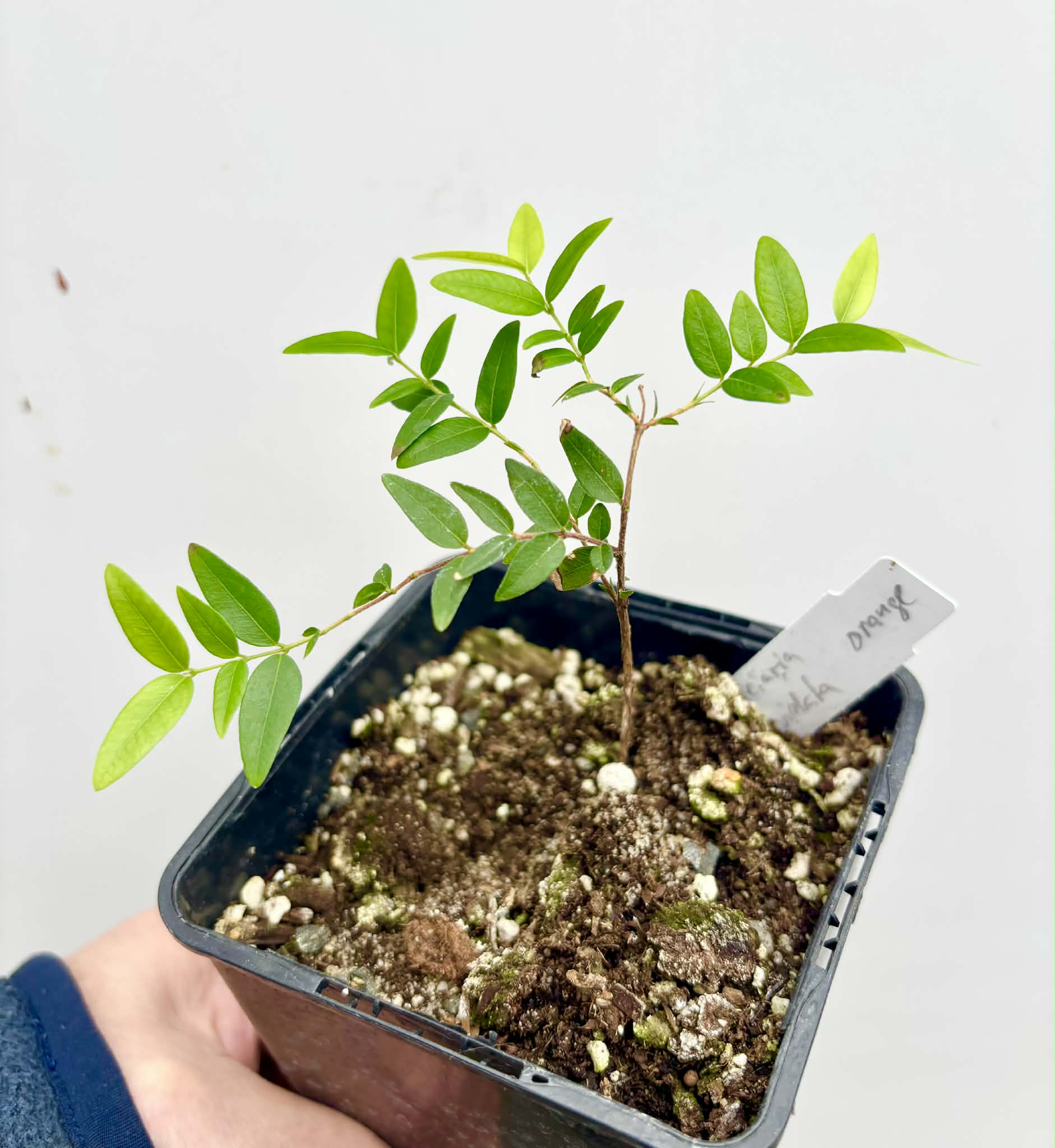 Myrciaria cuspidata ORANGE - 1 potted seedling / 1 getopfter Sämling