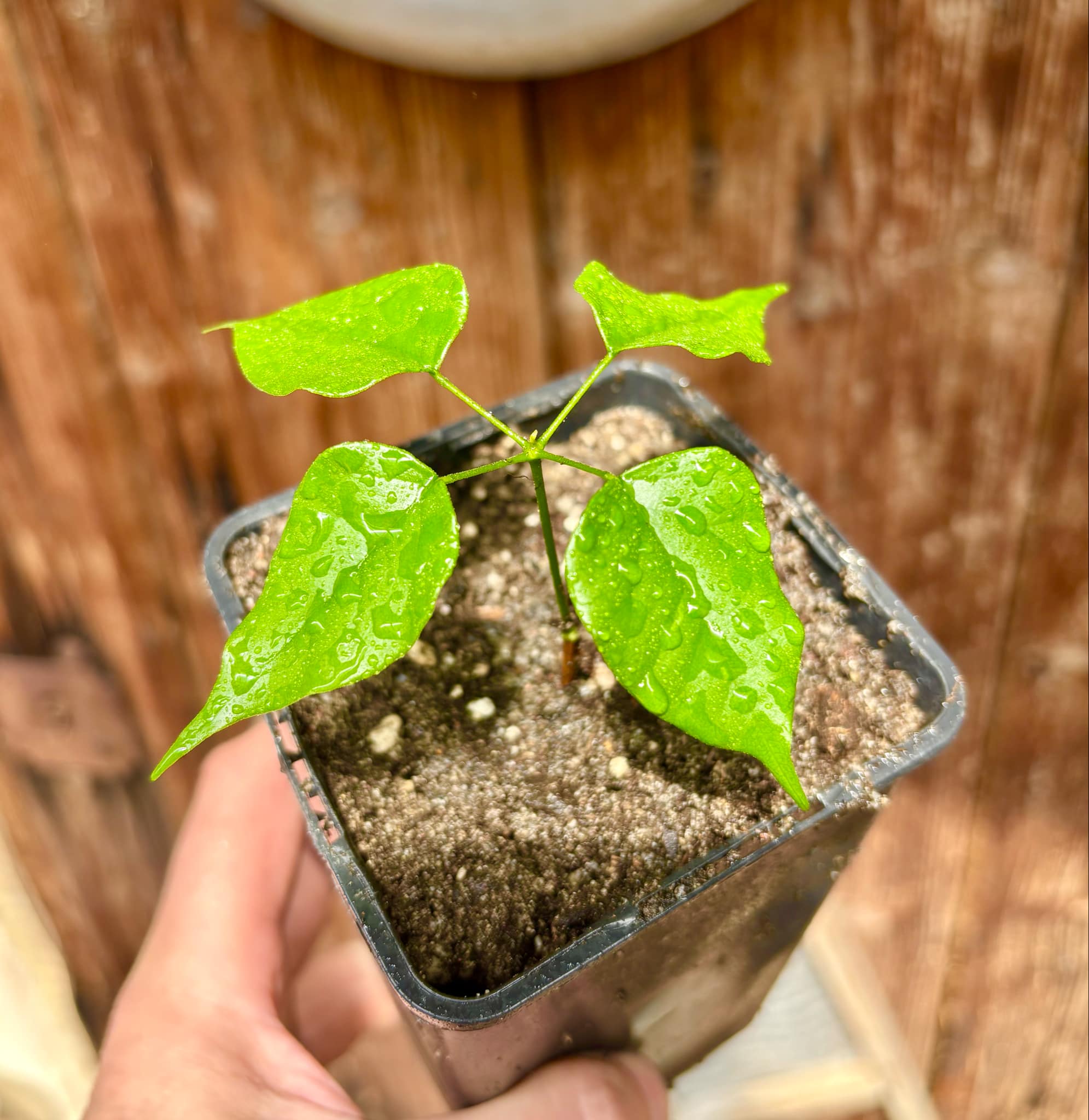 Velvet Tamarind (Dialium cochichinense) - 1 small potted seedling / 1 kleiner, getopfter Sämling