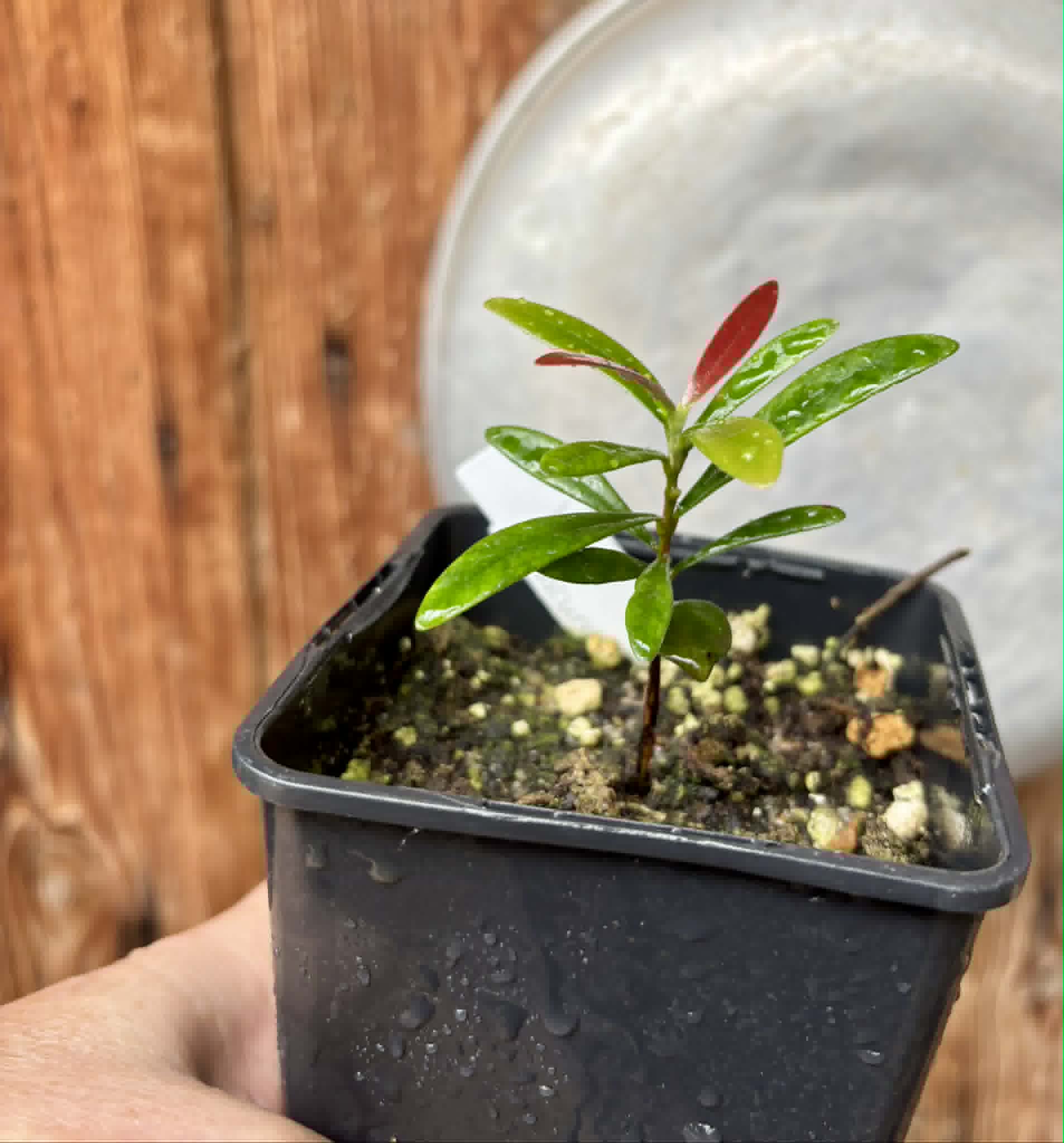 Myrcia luschnathiana -  1 potted seedling / 1 getopfter Sämling