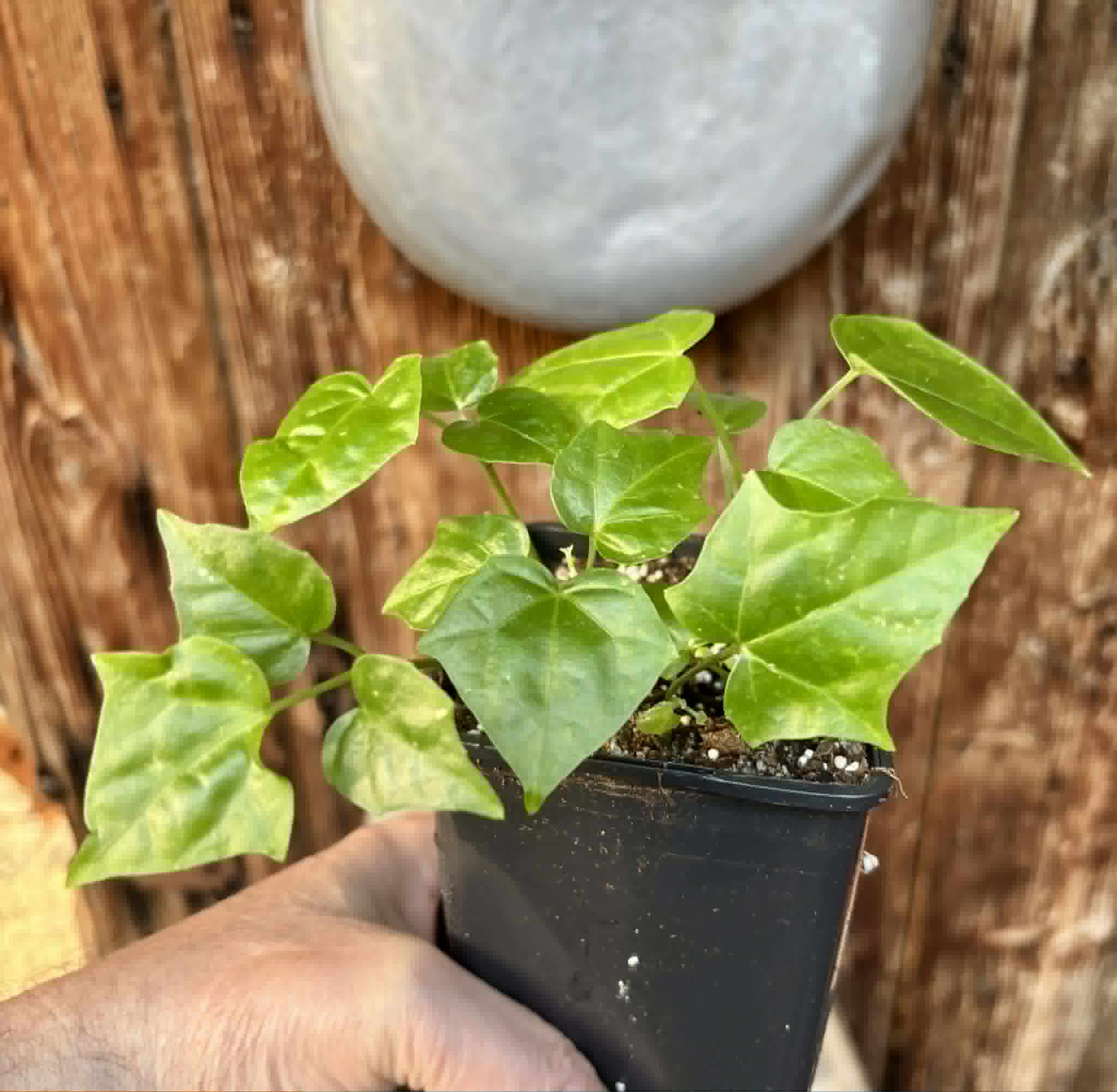 5 in 1 pot - Psiguria umbrosa - 5 seedlings in one pot / 5 Sämlinge in einem Topf