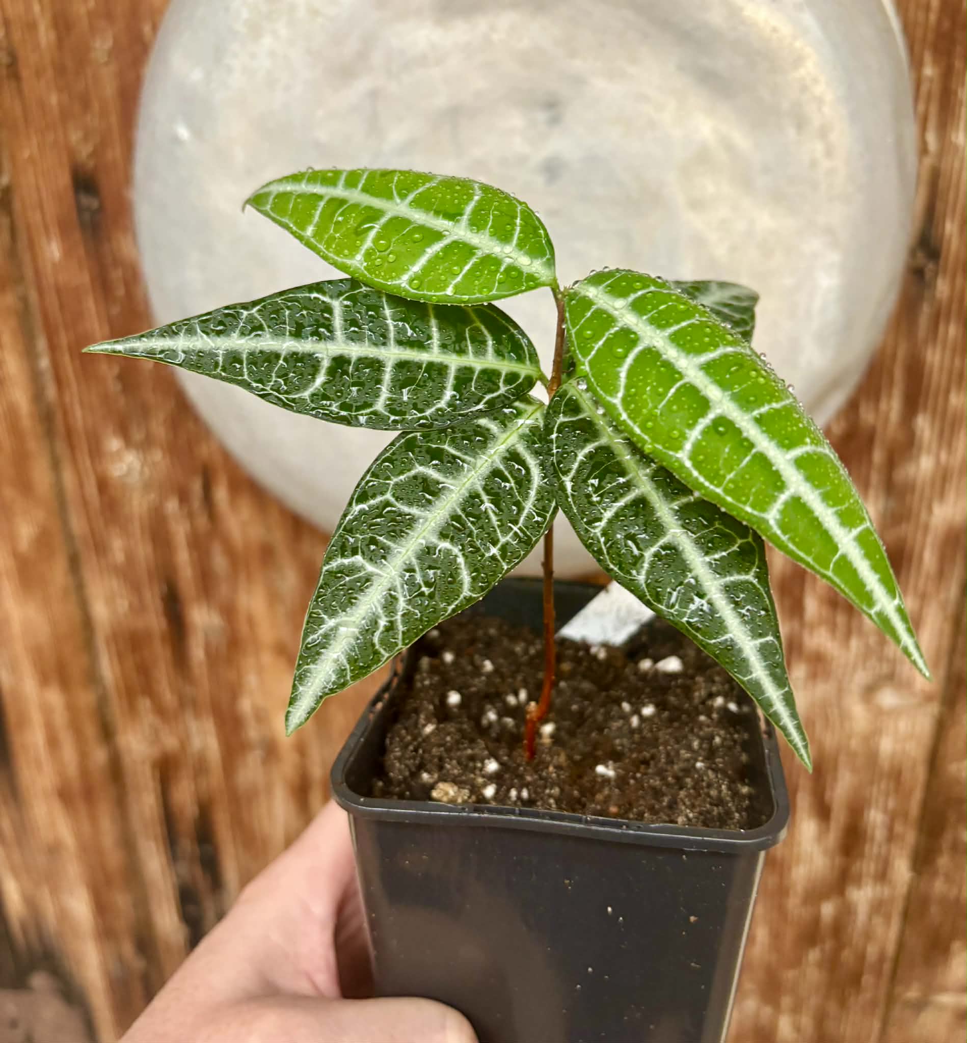 Eugenia sp Labisia -  1 potted plant / 1 getopfte Pflanze