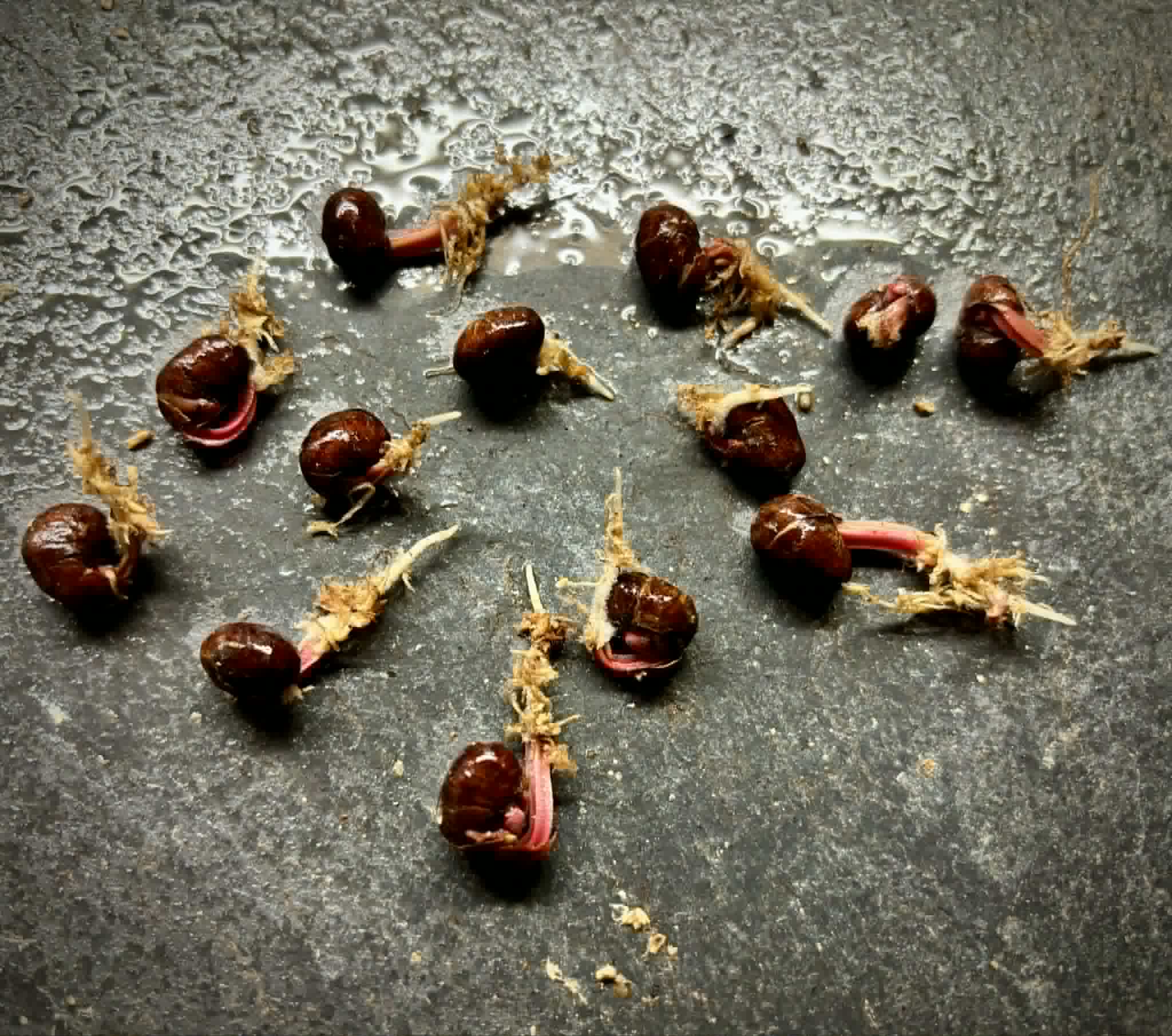 Myrcia sp Jaboticaba de Penca -  1 germinated seed / 1 gekeimter Samen