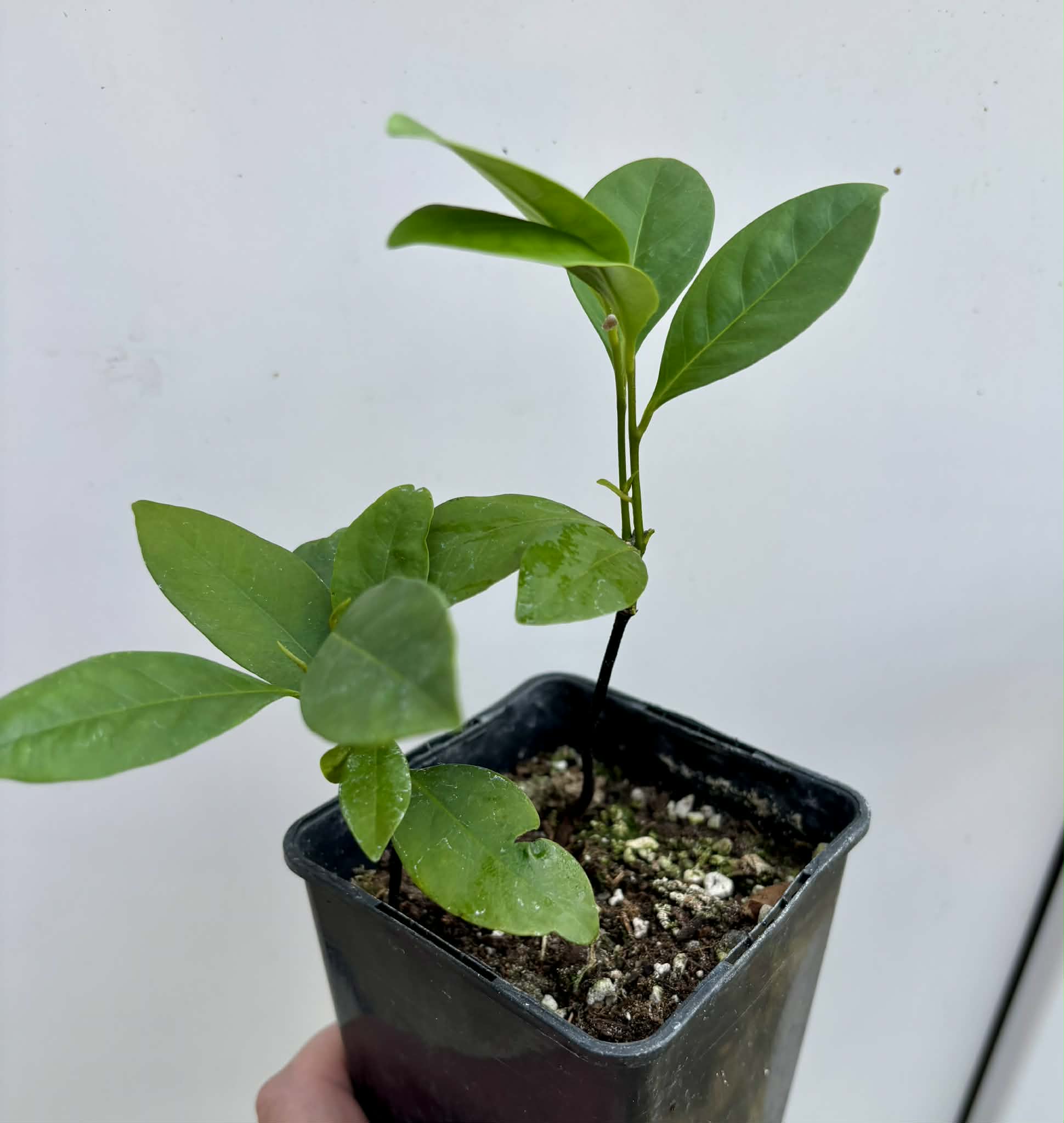 2 in 1 pot - Diospyros nigra - Black Sapote var. Bernecker - 2 seedlings in one pot / 2 Sämlinge in einem Topf