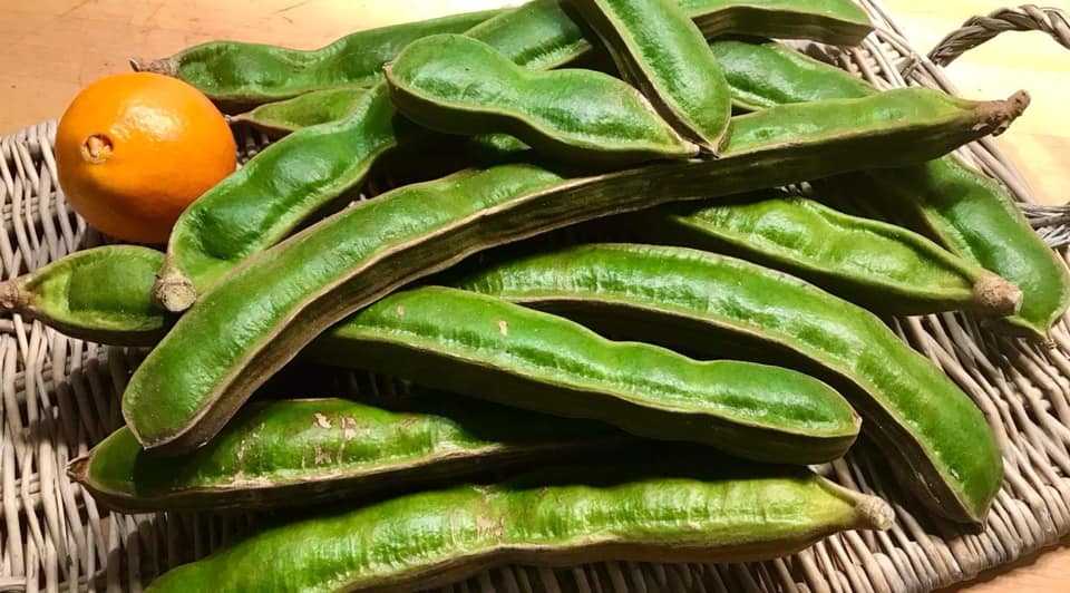 Collection of 5 exotic fruit plants for beginners  -  5 different potted plants / 5 verschiedene, getopfte Pflanzen