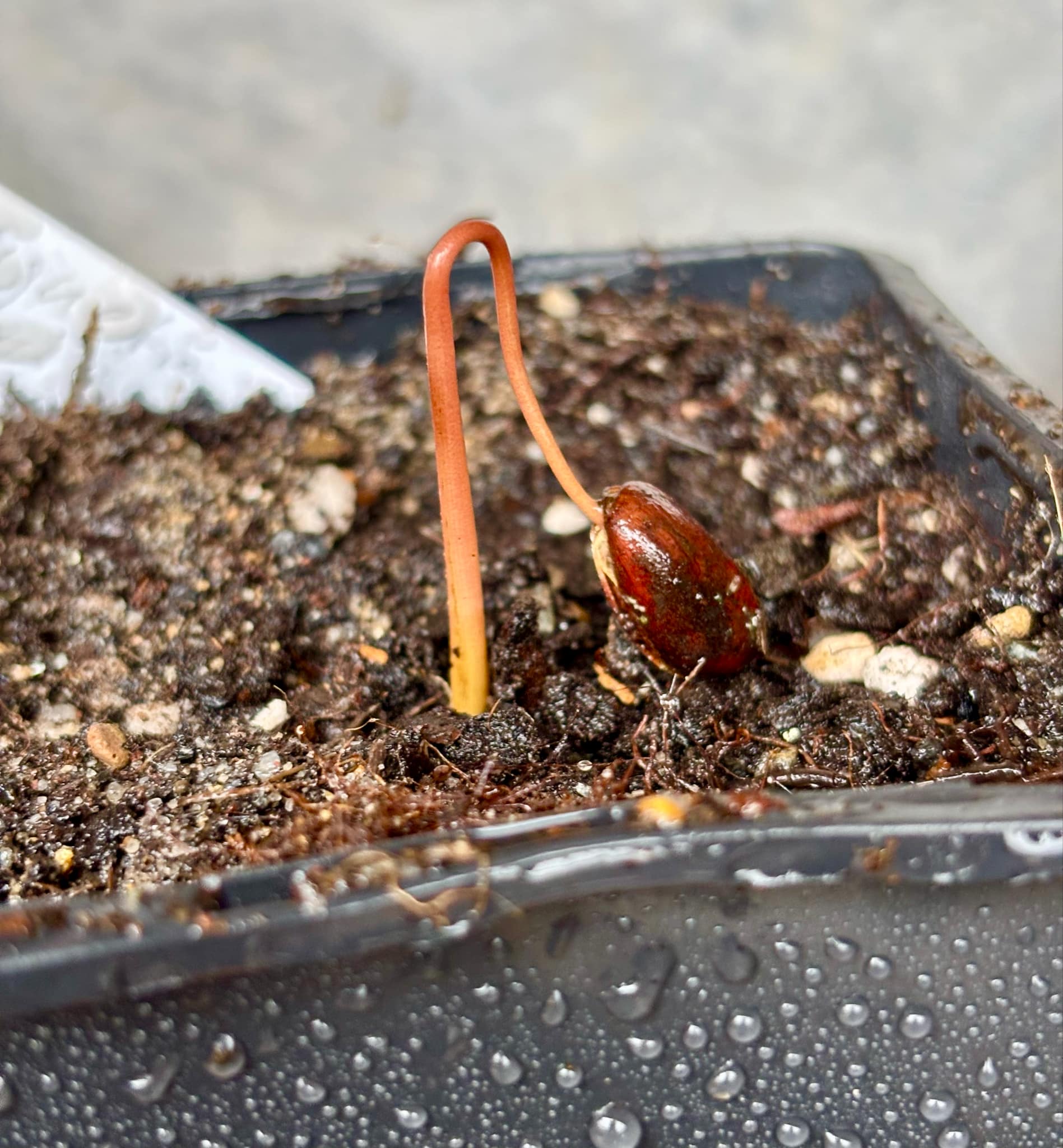 Duguetia cf vallicola  - 1 small potted seedling / 1 kleiner, getopfter Sämling
