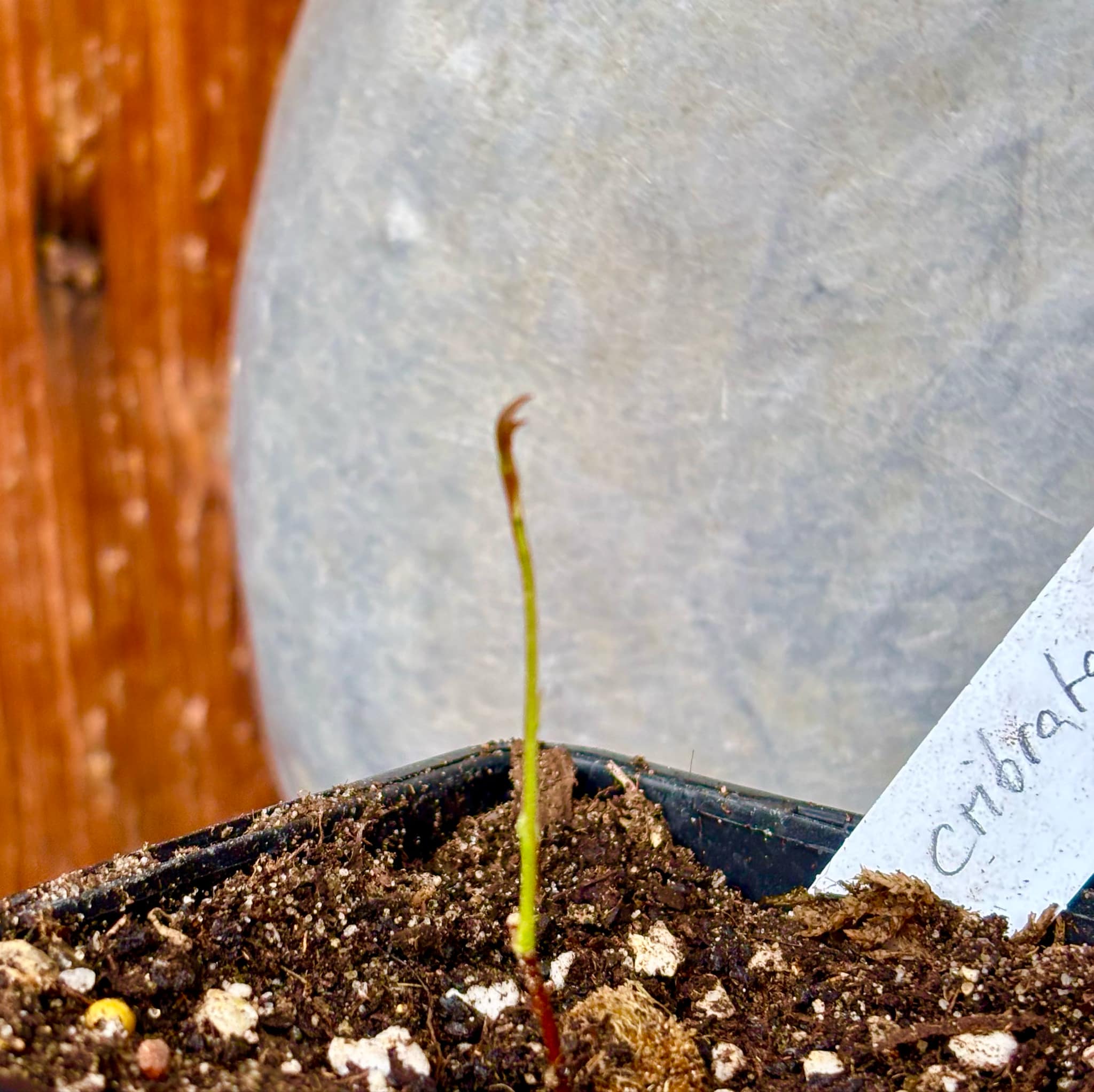 Eugenia cibrata red - 1 small potted seedling / 1 kleiner, getopfter Sämling Eugenia cibrata red - 1 small potted seedling / 1 kleiner, getopfter Sämling