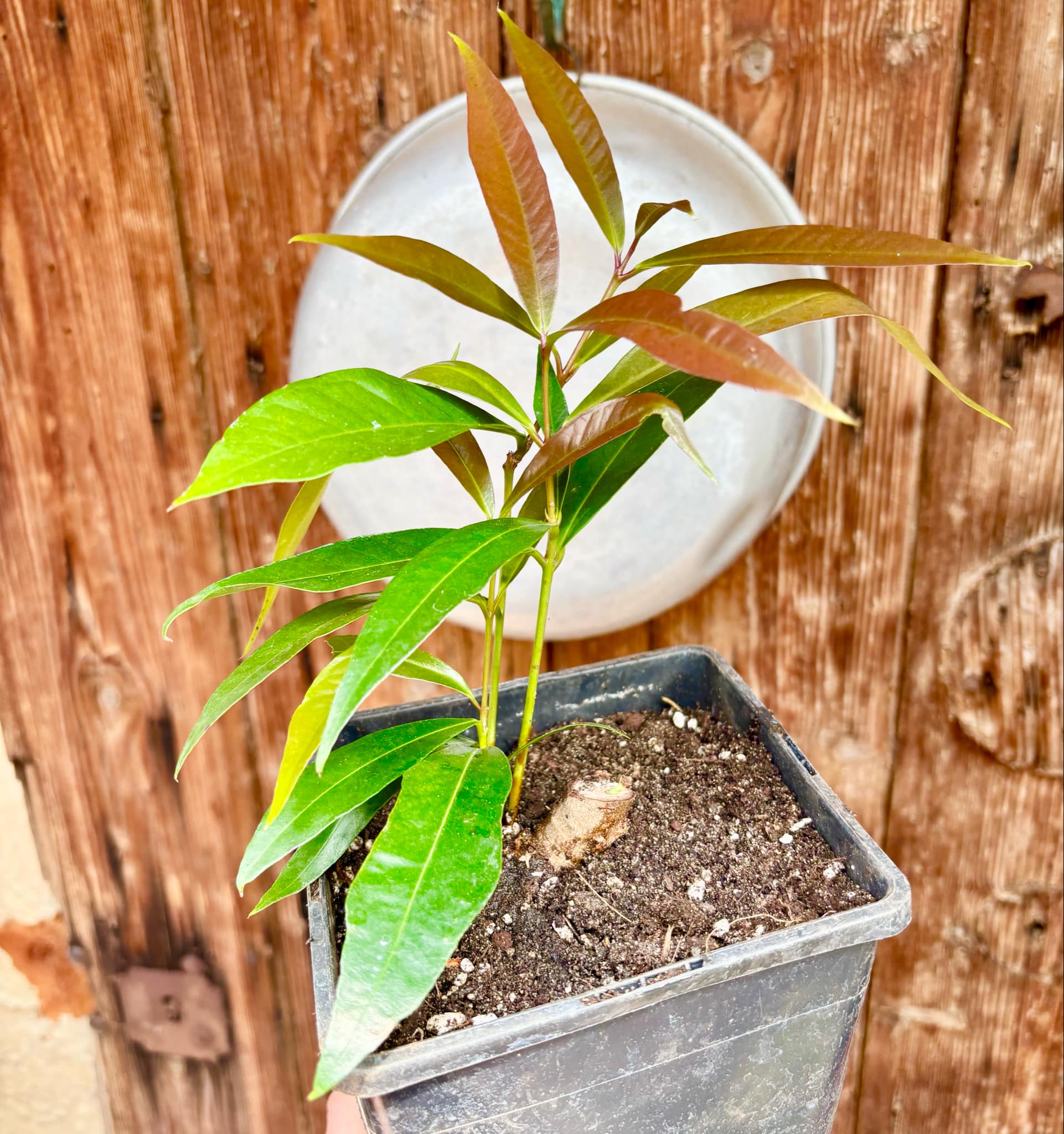 Rose Apple (Syzygium jambos) - 1 potted plant / 1 getopfte Pflanze Rose Apple (Syzygium jambos) - 1 potted plant / 1 getopfte Pflanze