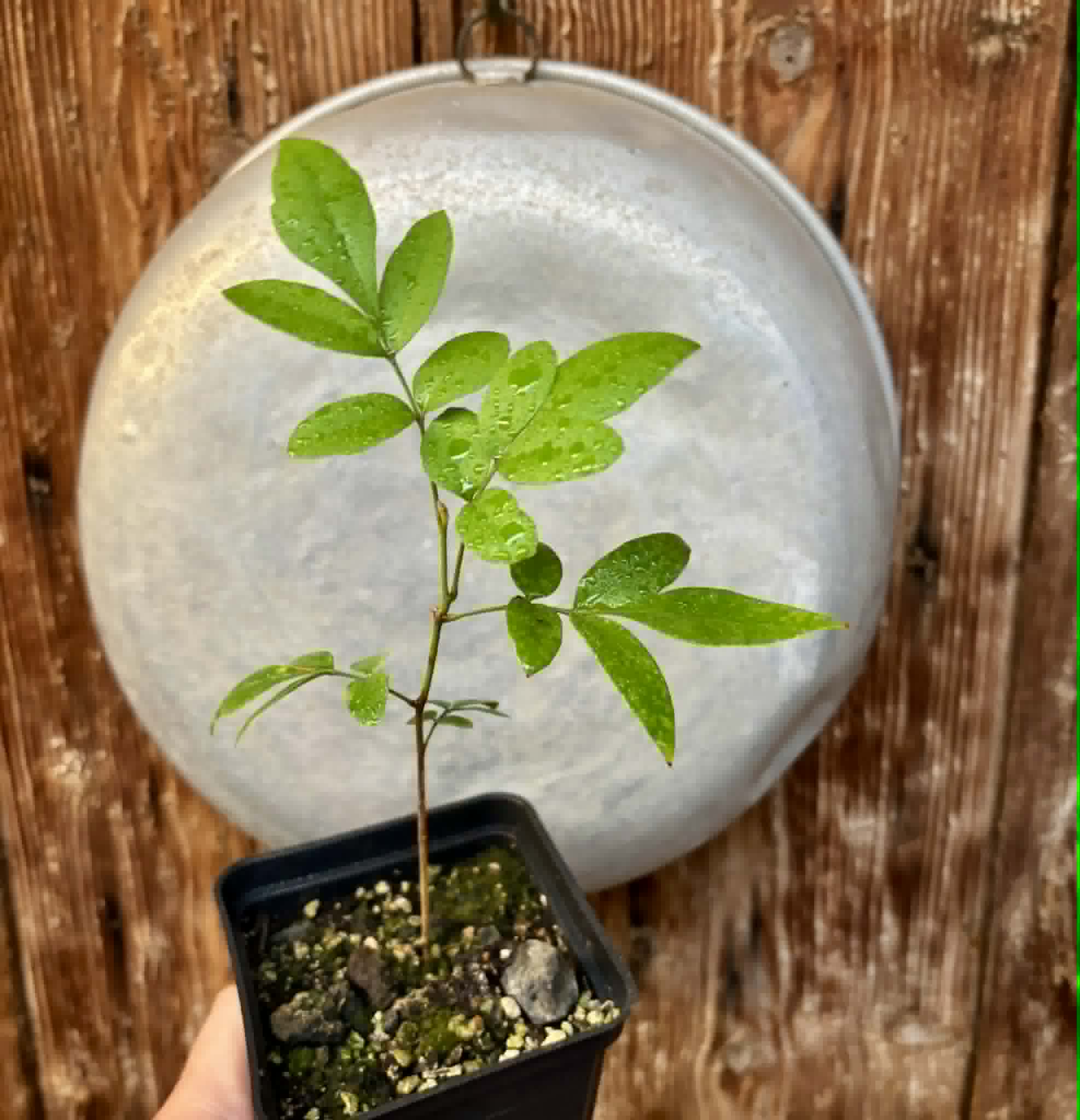 Guarana Samambaia (Paullinia rhomboidea) - 1 potted plant / 1 getopfte Pflanze