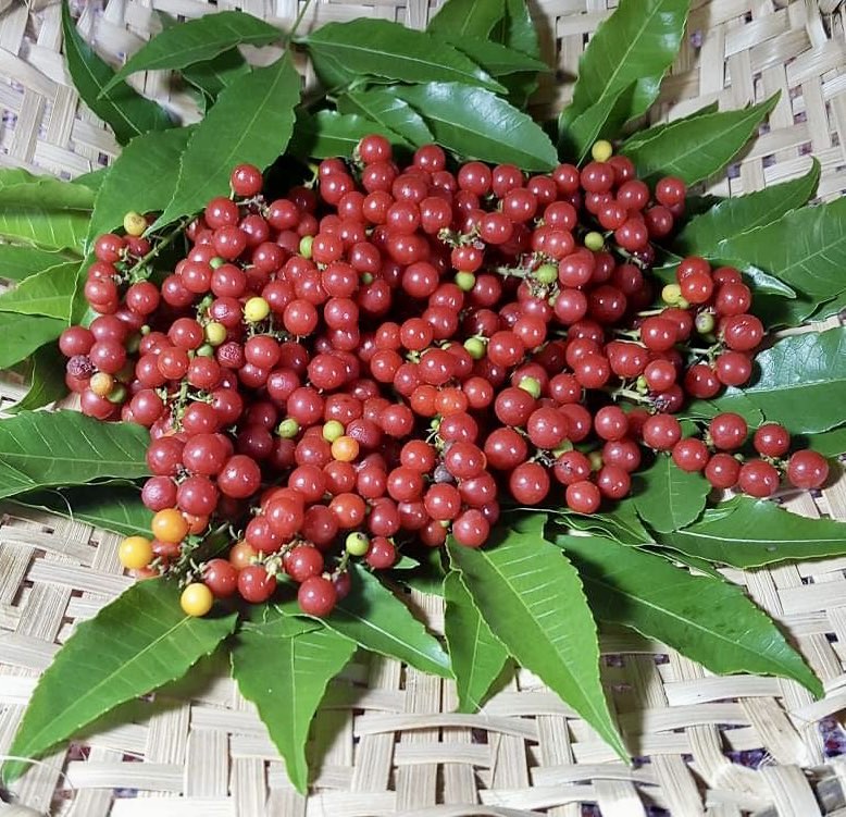 Allophylus edulis - Chal-Chal / Fruta de Pomba - 1 fresh seed / 1 frischer Samen