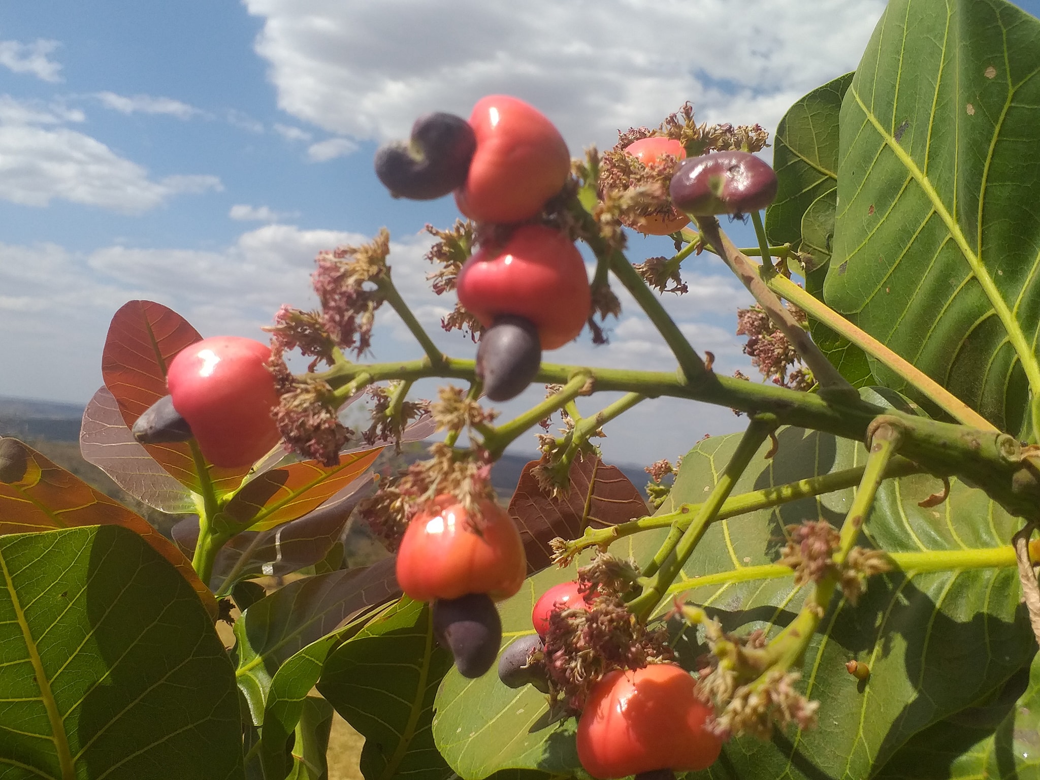Cajuzinho - Anacardium humile - 2 fresh seeds / 2 frische Samen Cajuzinho - Anacardium humile - 2 fresh seeds / 2 frische Samen