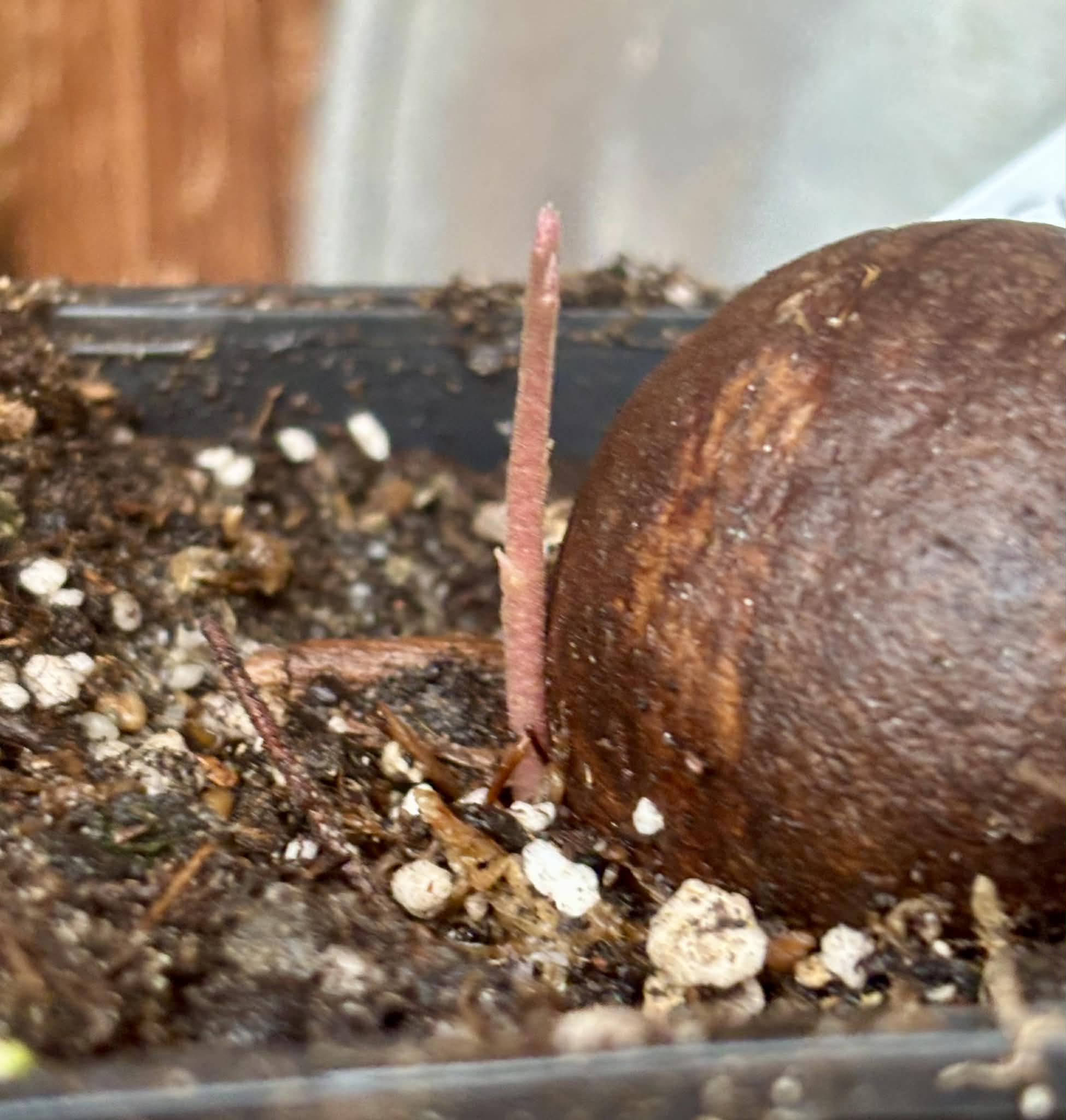 Eugenia sp Carambola - 1 potted seedling / 1 getopfter Sämling