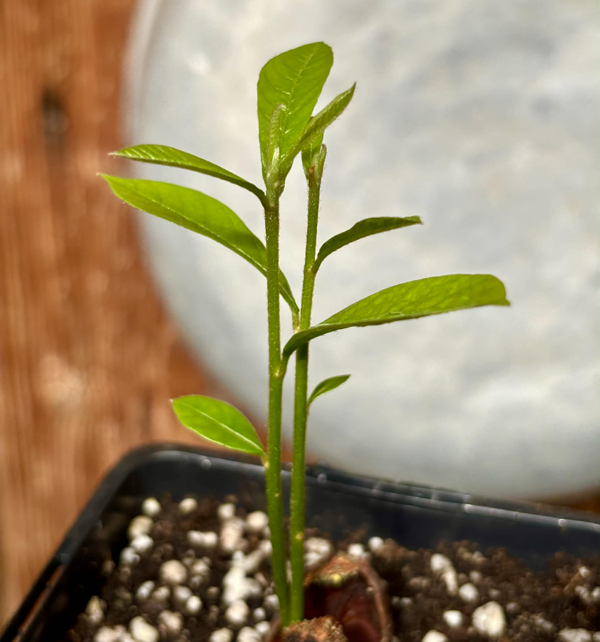 Pradosia sp Rondonia - 1 potted seedling / 1 getopfter Sämling