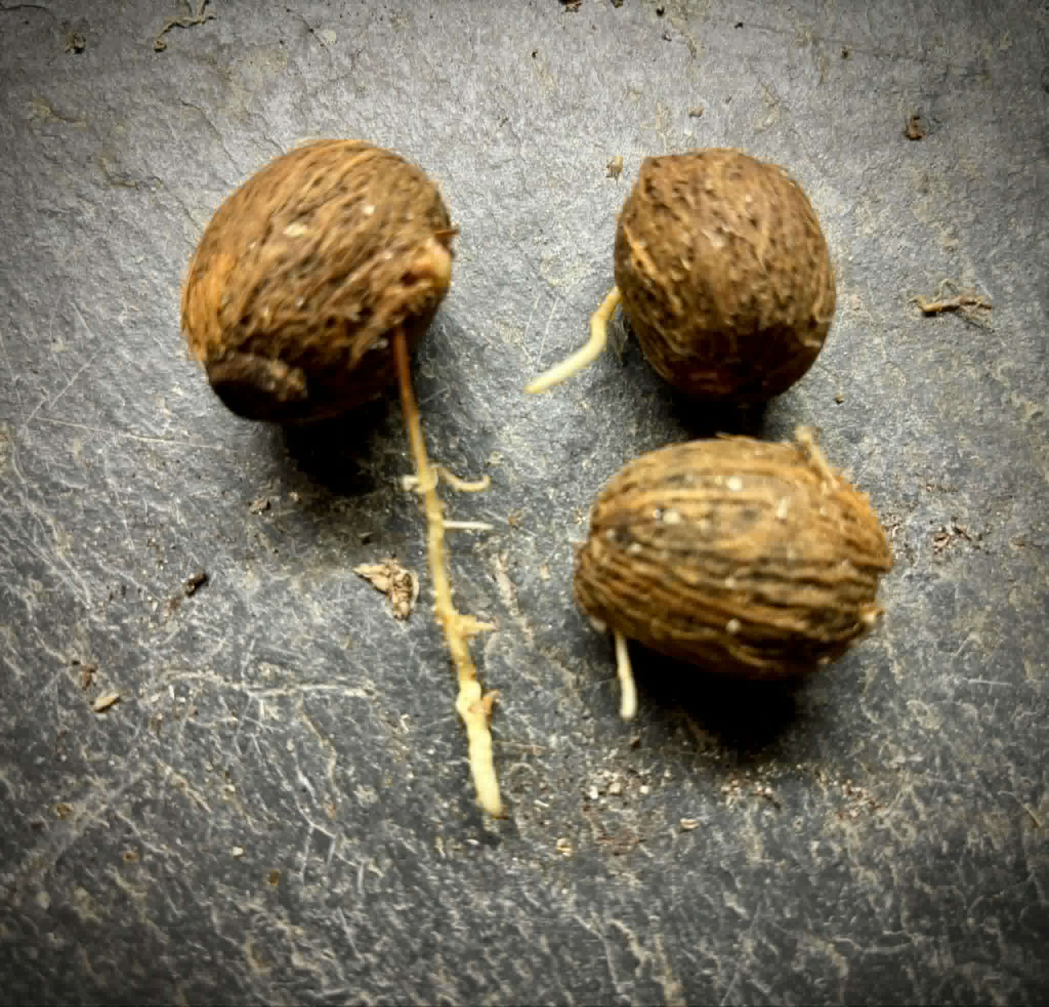 Eugenia sp Itayuba - 1 germinated seed / 1 gekeimter Samen