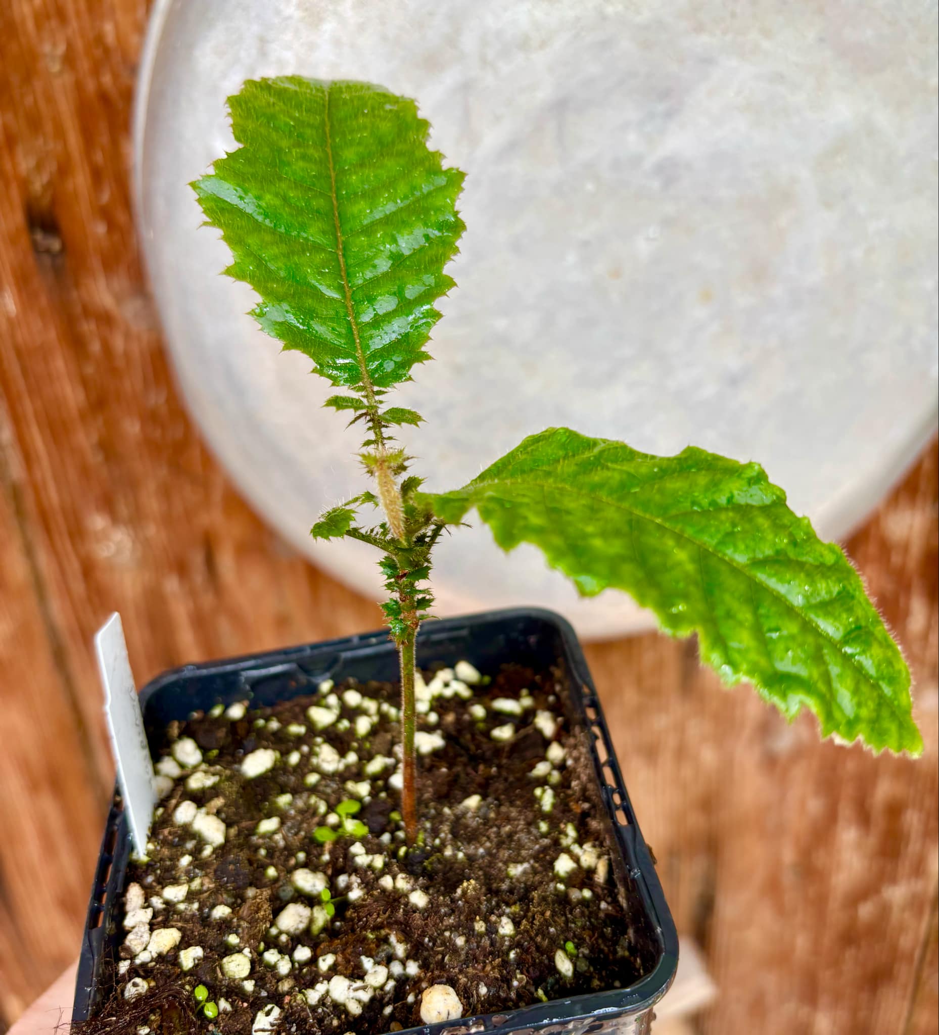 Davidson Plum (Davidsonia jerseyana) - 1 potted plant / 1 getopfte Pflanze