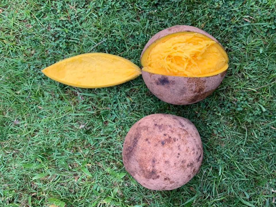 Pre Order - Bambangan (Mangifera pajang) - 1 fresh seed / 1 frischer Samen