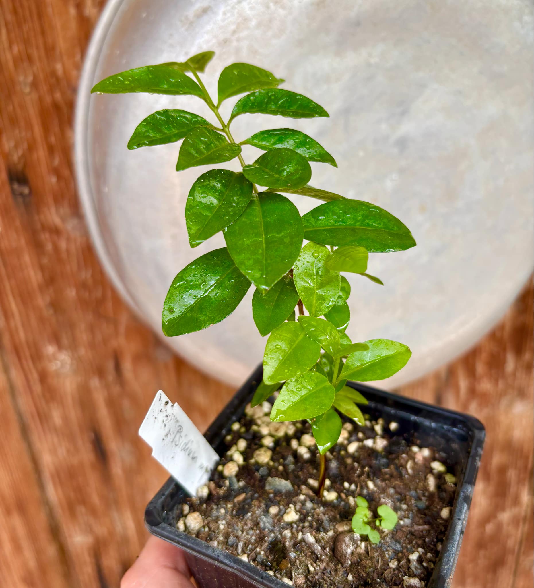 Purple Forest Guave - Psidium myrtoides  - 1 small potted seedling / 1 kleiner, getopfter Sämling