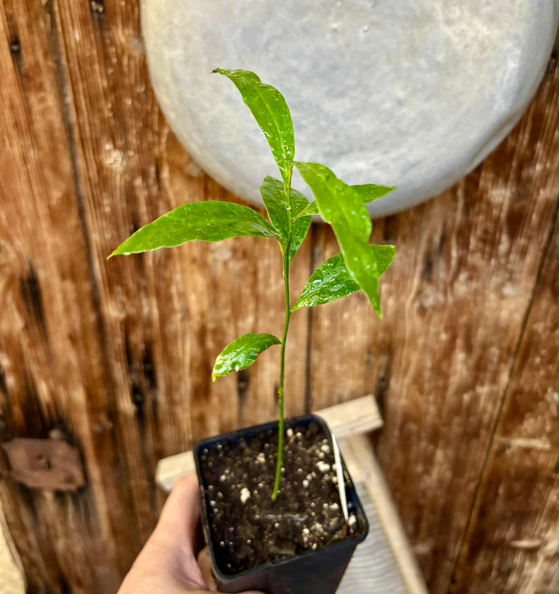 Ximenia americana - Ameixa da Caatinga - 1 potted seedling / 1 getopfter Sämling