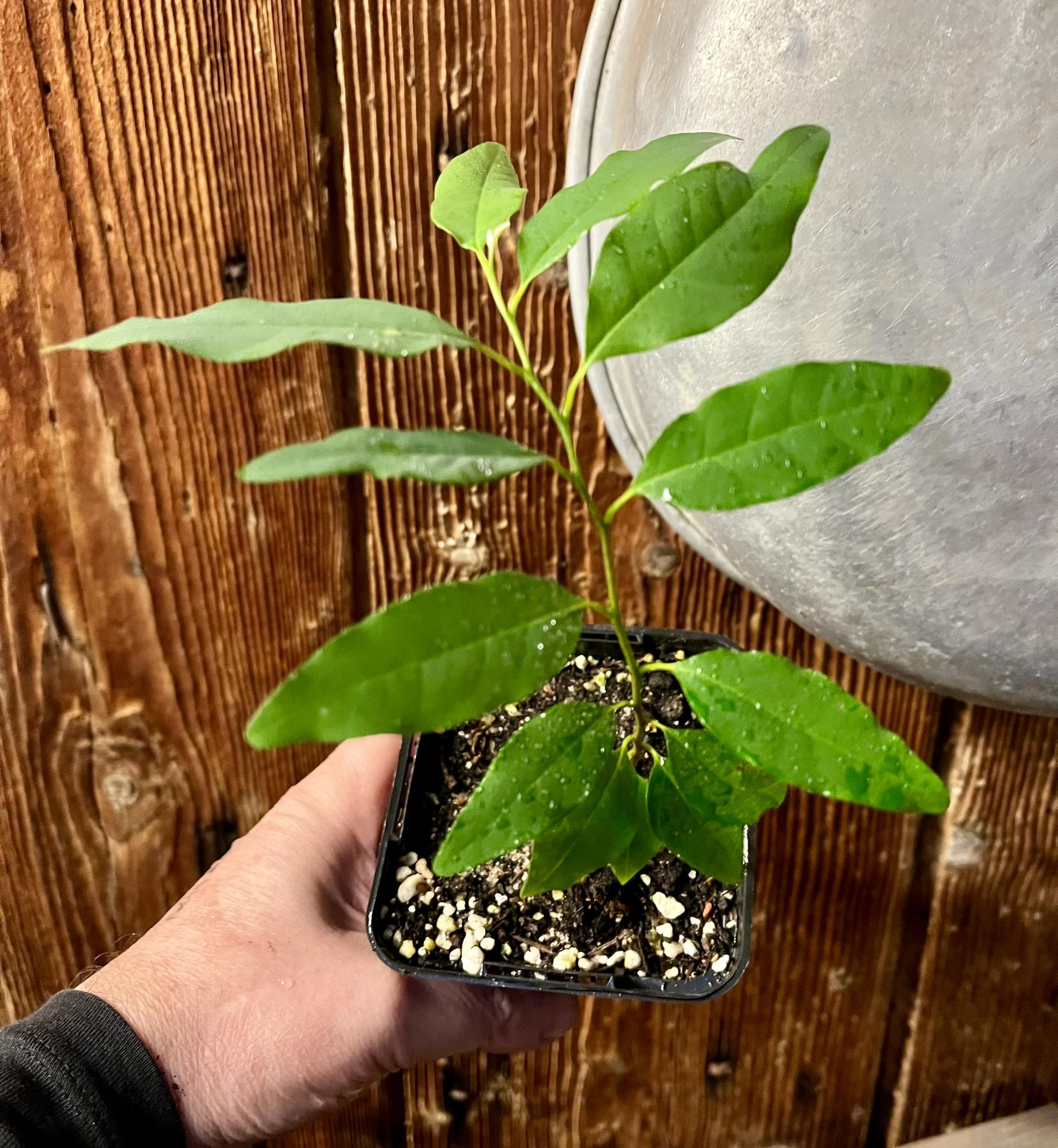 Annona neosalicifolia 1 potted plant / 1 getopfte Pflanze
