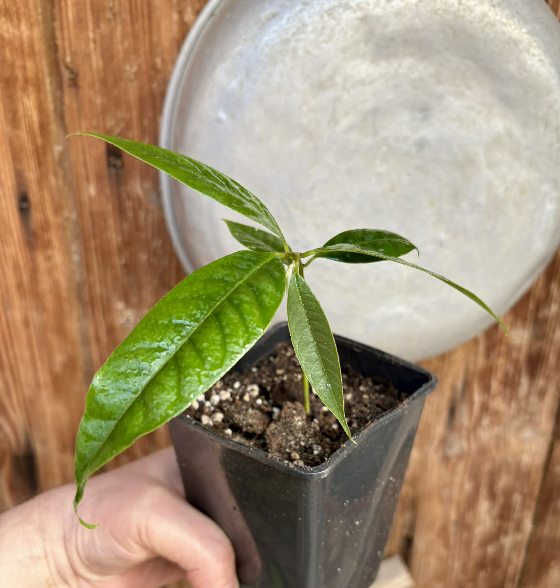 Annona rensoniana  - 1 potted seedling / 1 getopfter Sämling