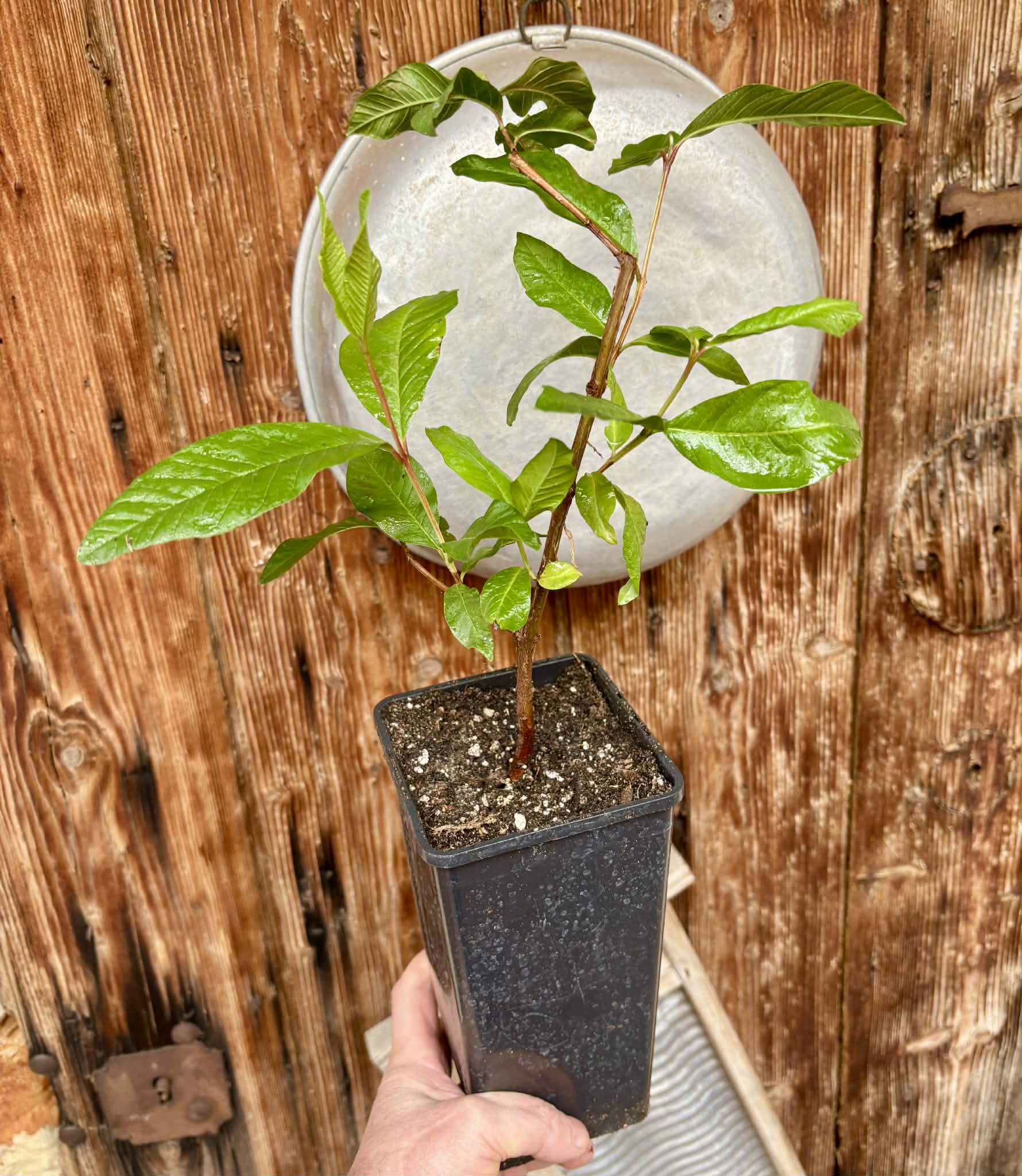 Psidium guajava - Peach - 1 potted plant / 1 getopfte Pflanze