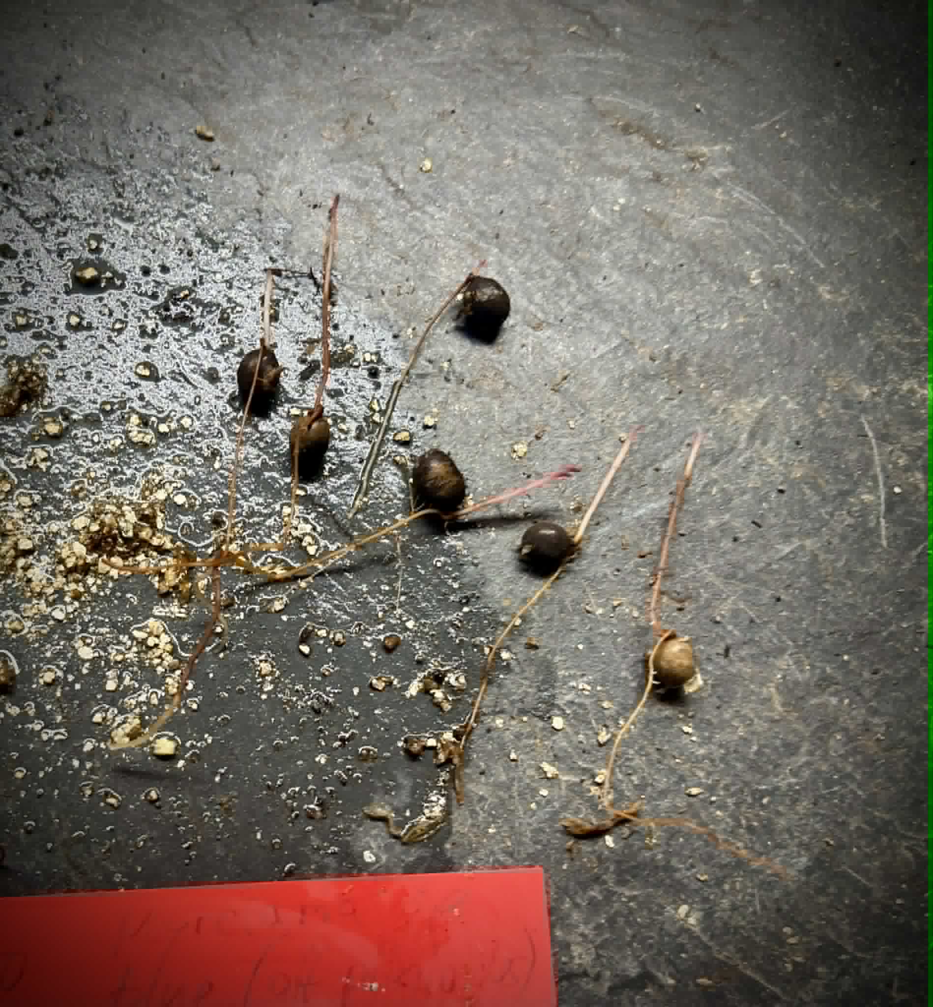 Myrciaria aff plinioides-  1 germinated seed / 1 gekeimter Samen