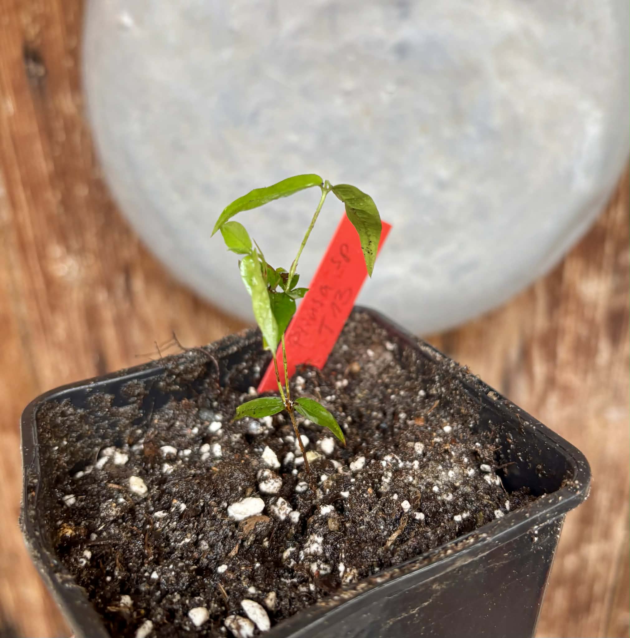 Jaboticaba - Plinia sp T13 - Phitrantha Pink Rosa x unknown Plinia - 1 small potted plant / 1 kleine getopfte Pflanze