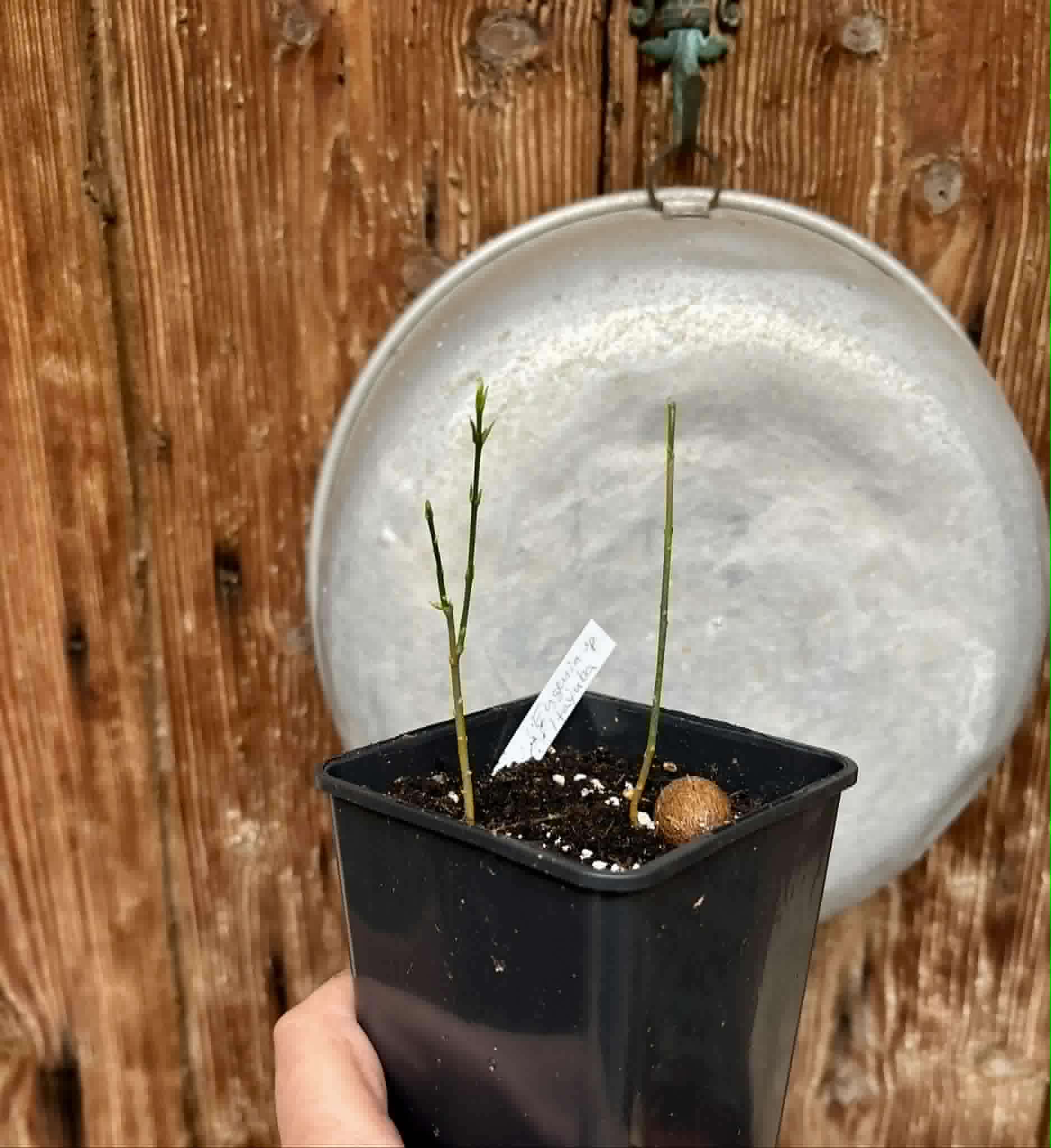 2 in 1 pot - Eugenia sp Itayuba - 2 seedlings in one pot / 2 Sämlinge in einem Topf