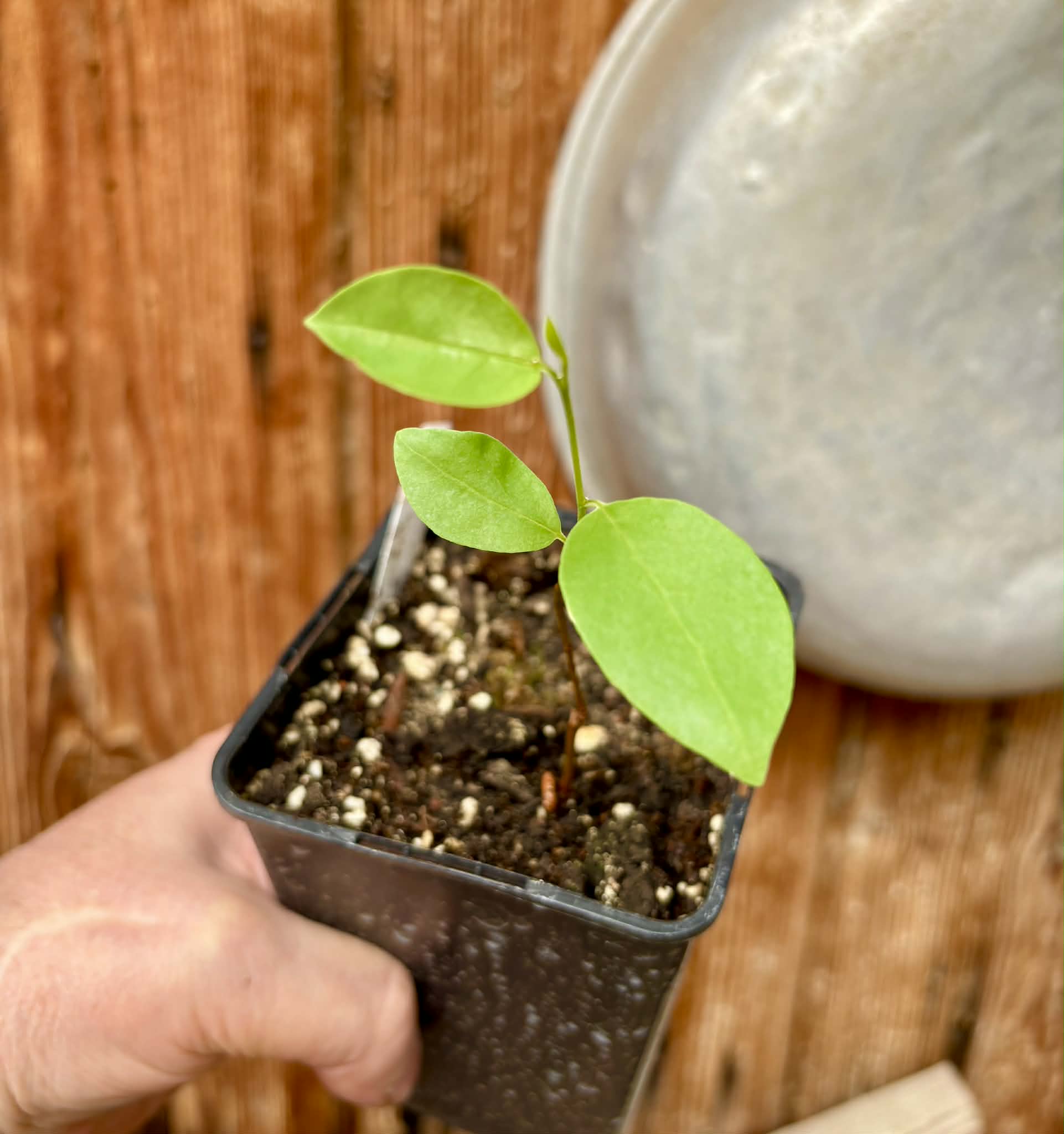 Araticum Pinha (Annona vepretorum)  - 1 potted seedling / 1 getopfter Sämling