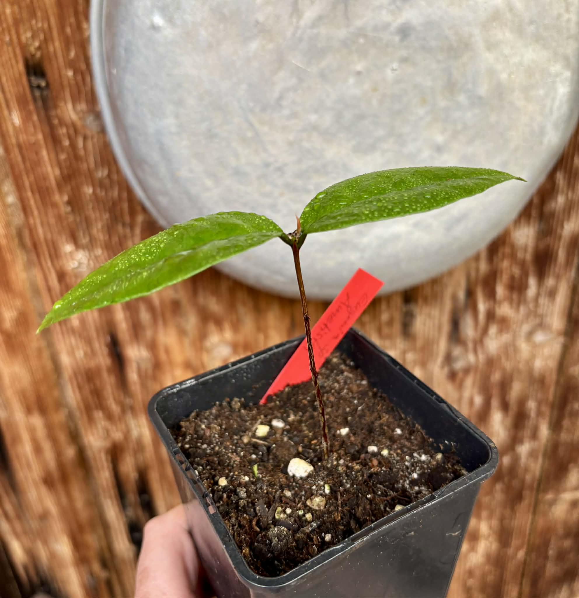 Eugenia sp Ametista - 1 potted seedling / 1 getopfter Sämling