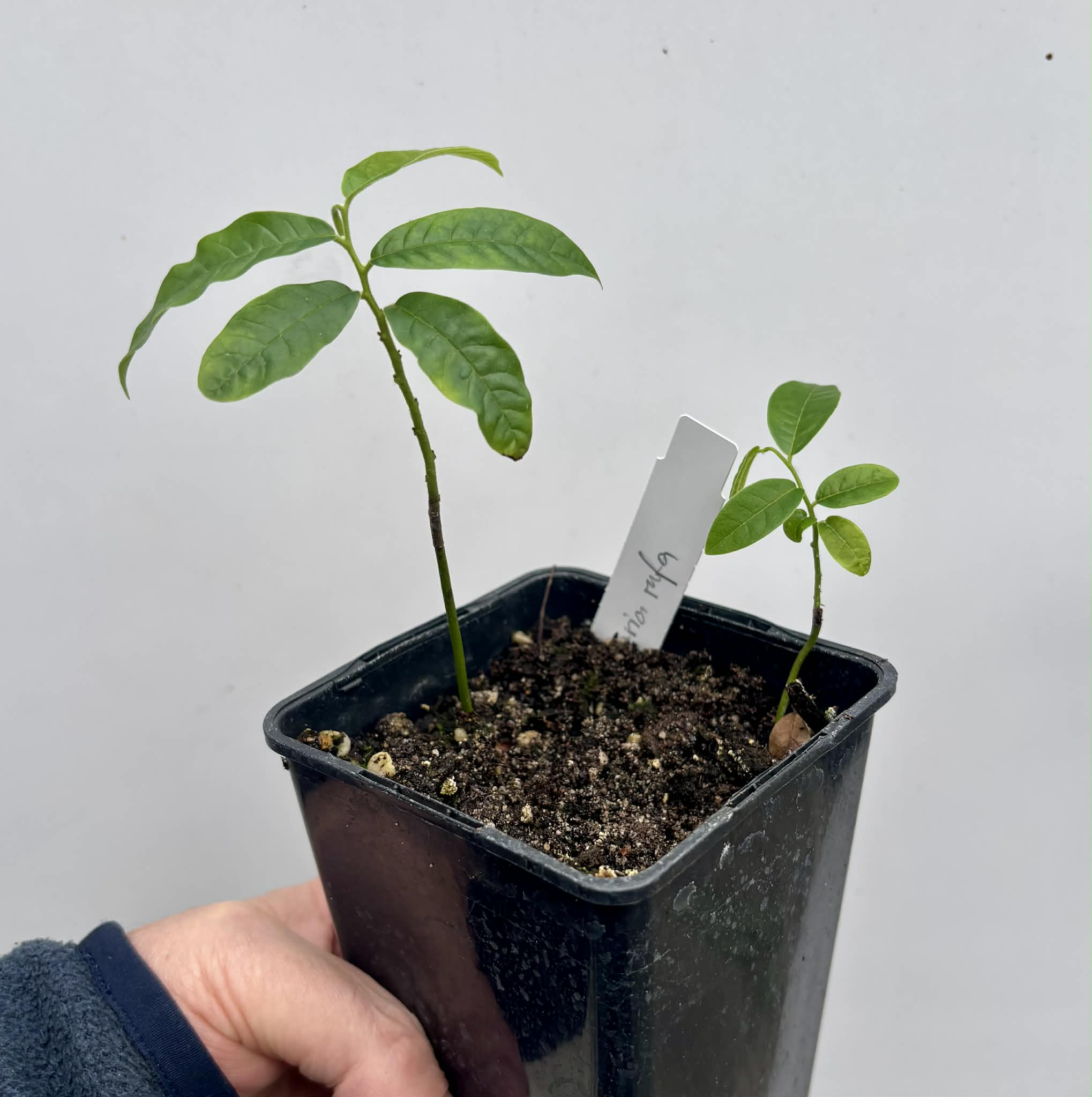 2 in 1 pot - Uvaria rufa -  2 seedlings in one pot / 2 Sämlinge in einem Topf