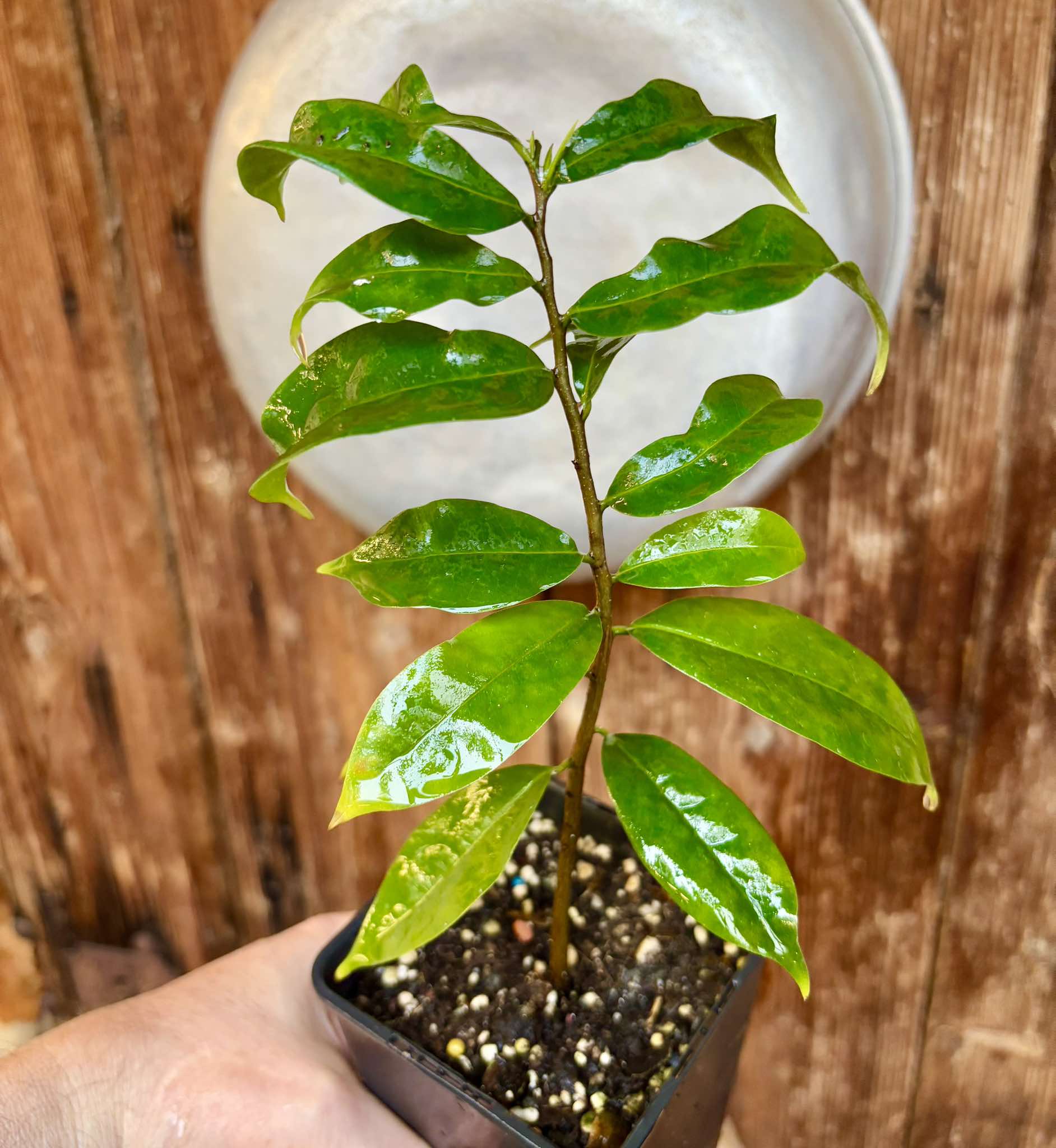 Annona muricata - Soursop / Stachelannone  - 1 potted plant / 1 getopfte Pflanze