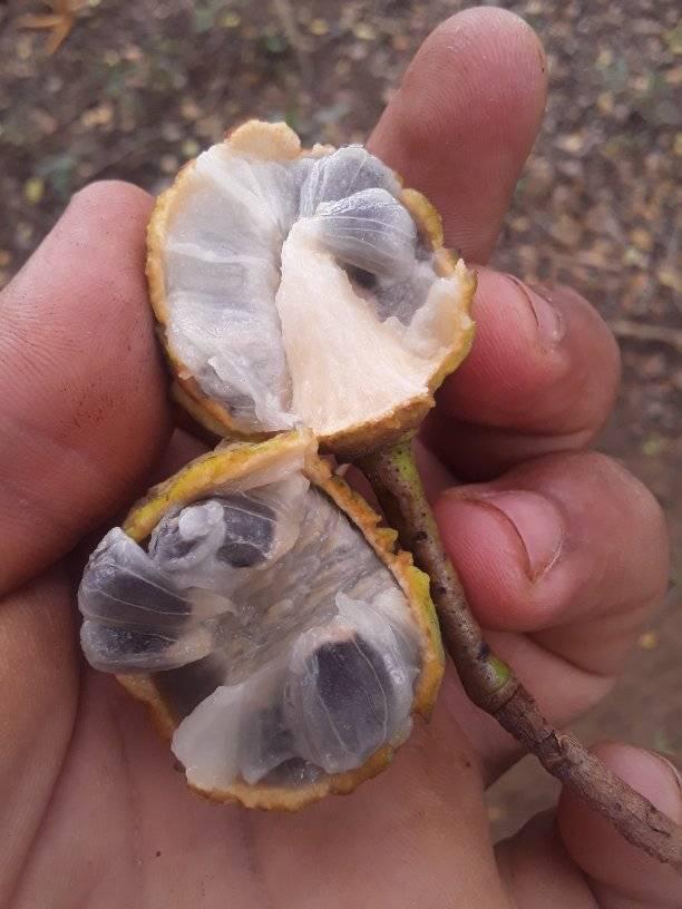 Annona rensoniana  - 3 fresh seeds / 3 frische Samen
