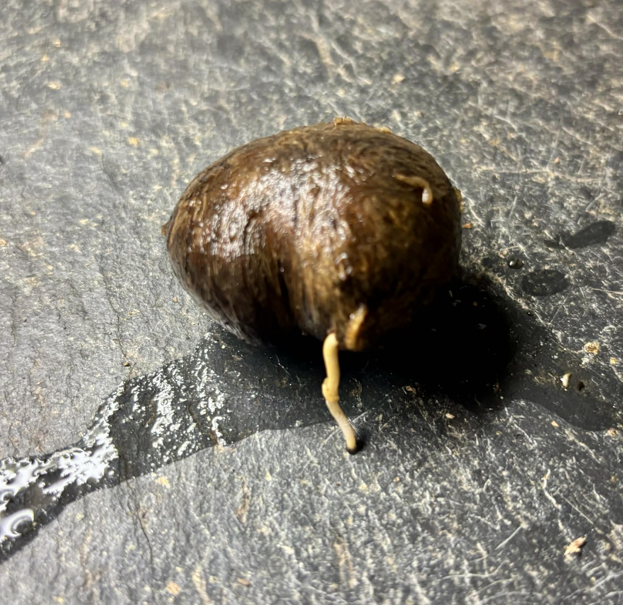 Eugenia sp Plinioides -  1 germinated seed / 1 gekeimter Samen