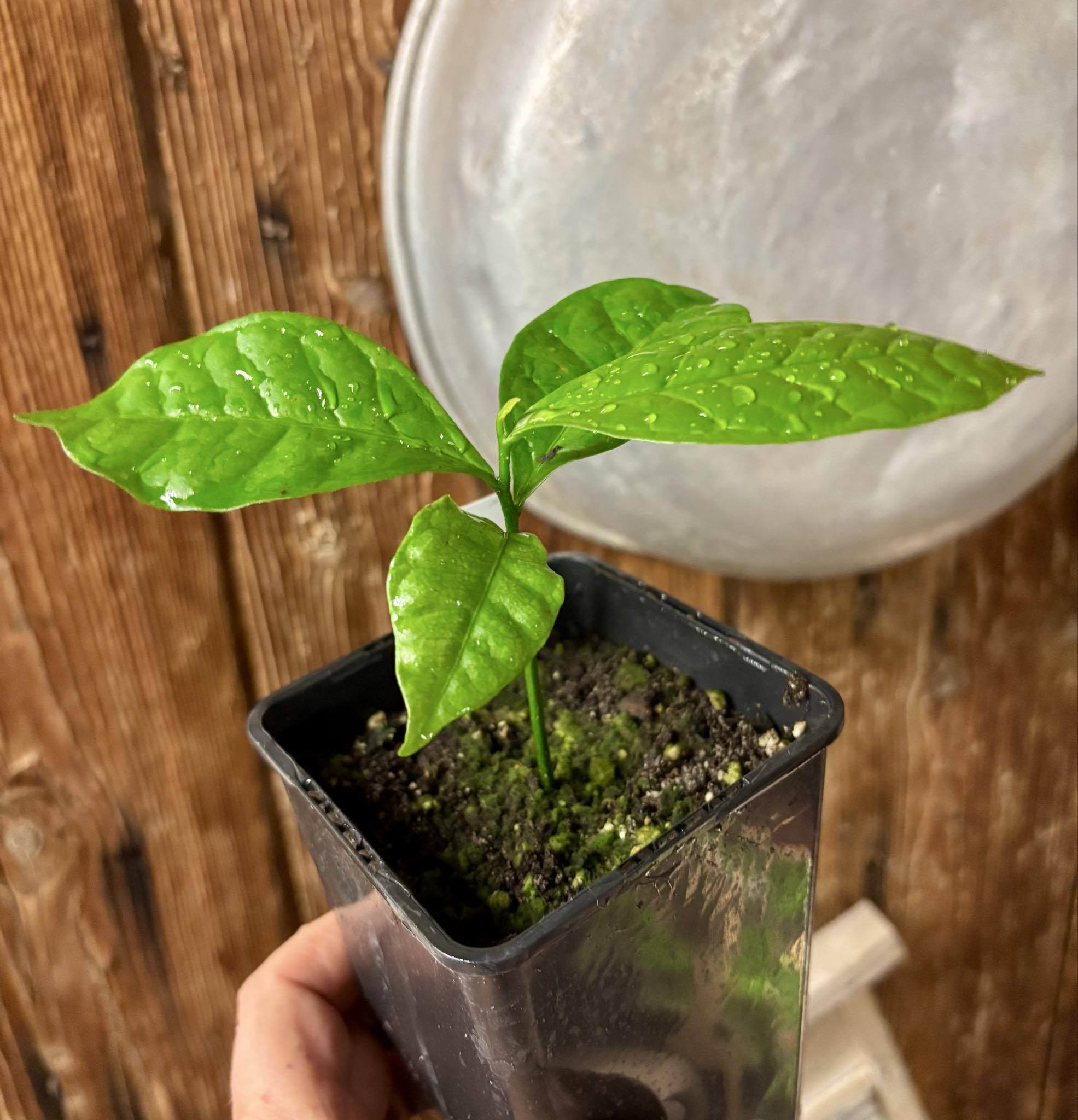 Cymbopetalum brasiliensis - 1 potted seedling / 1 getopfter Sämling Cymbopetalum brasiliensis - 1 potted seedling / 1 getopfter Sämling