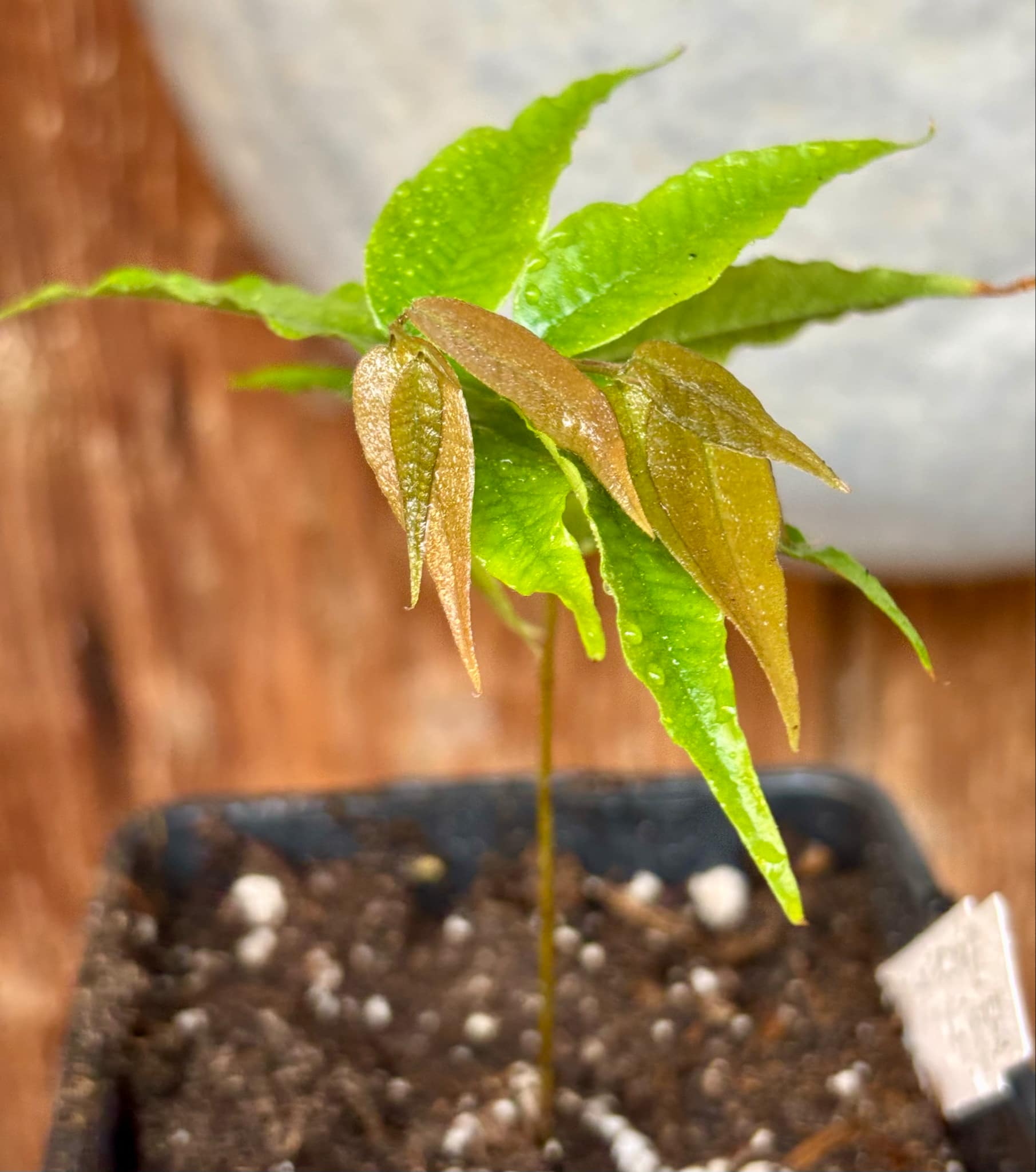 Jaboticaba - Plinia sp Rajada Cabo longo verde -  1 small potted seedling / 1 kleiner, getopfter Sämling