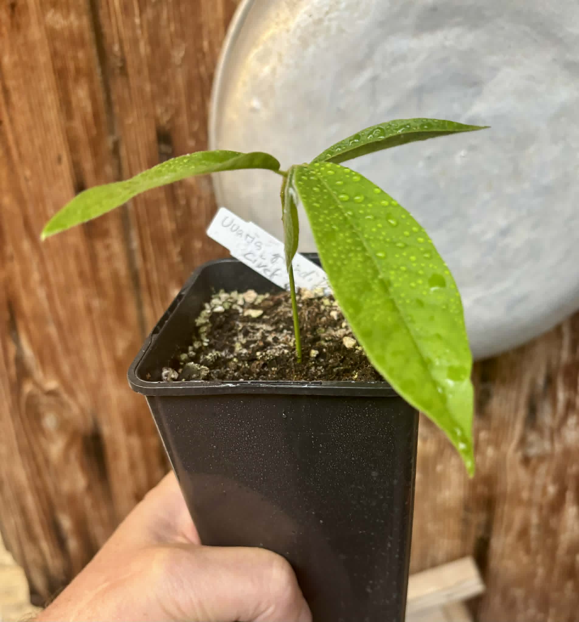 Civet Banana (Uvaria grandiflora) -  1 potted seedling / 1 getopfter Sämling